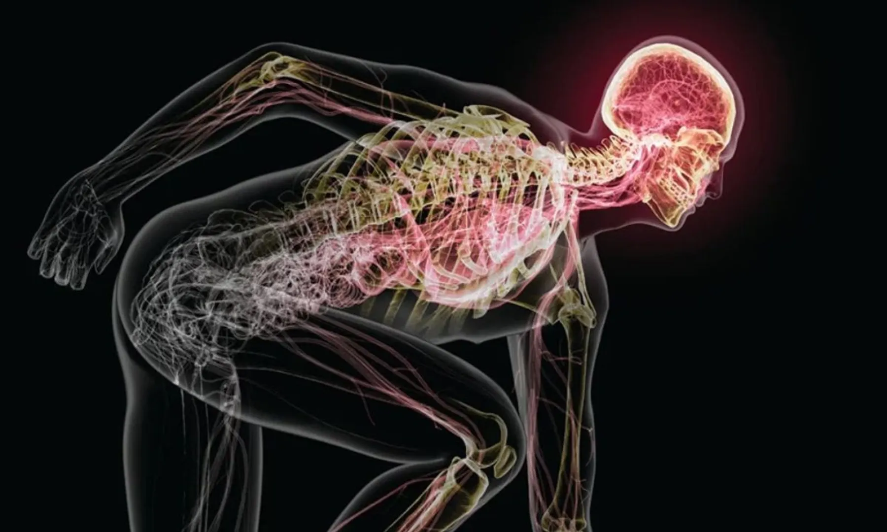 Your brain may ‘eat itself’ for energy during extreme endurance exercise Study