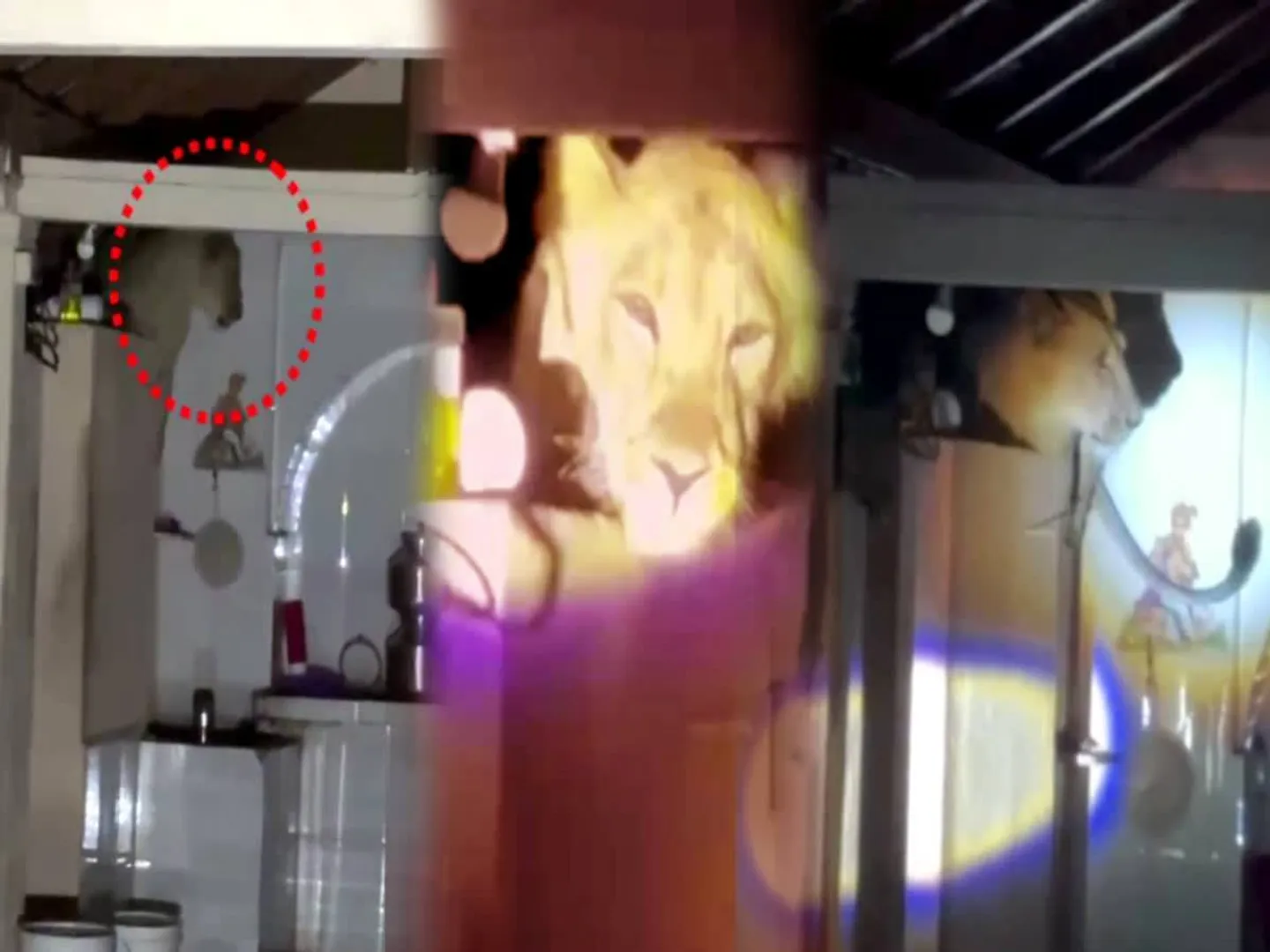 lion
