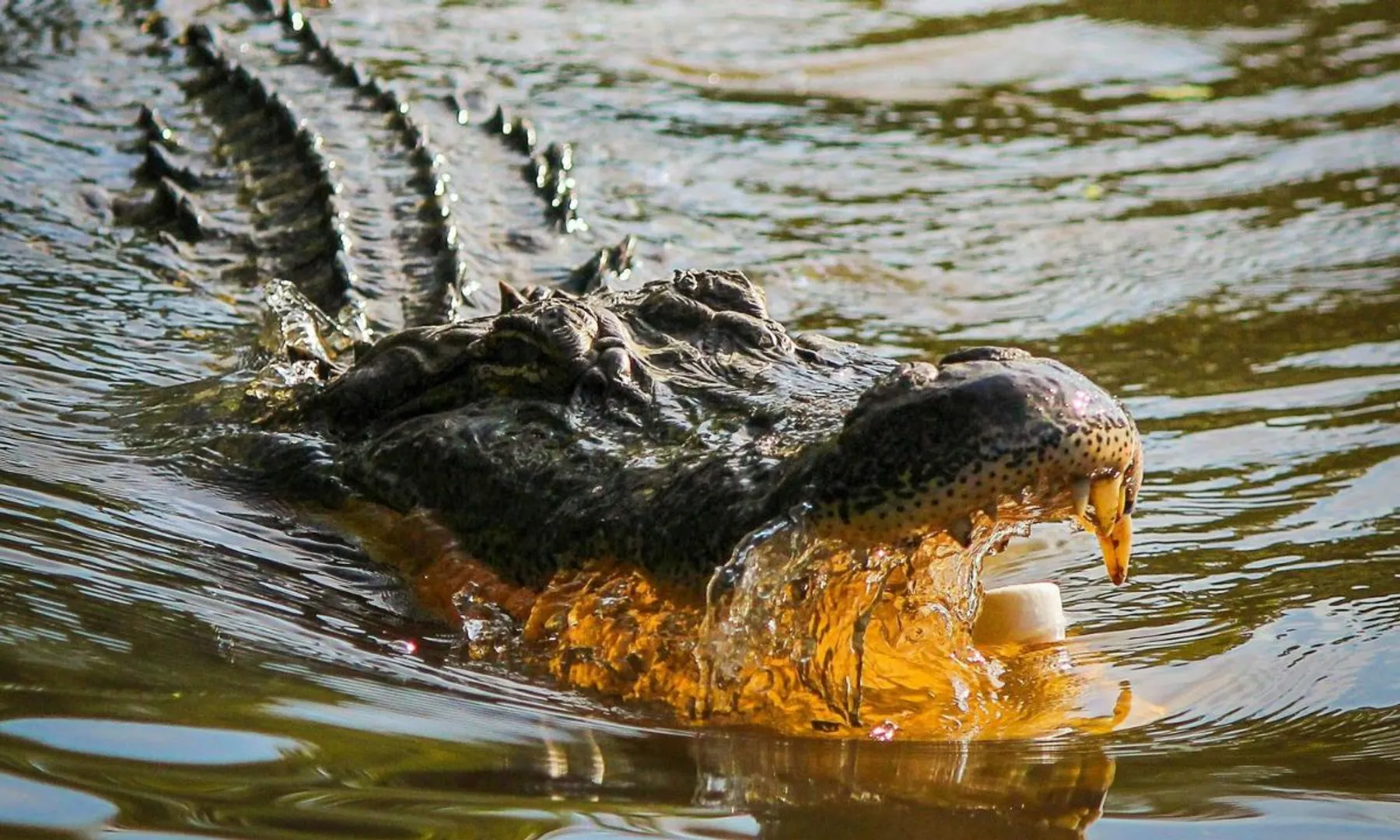 Crocodiles for sale! China court auctions hundreds of live crocodiles