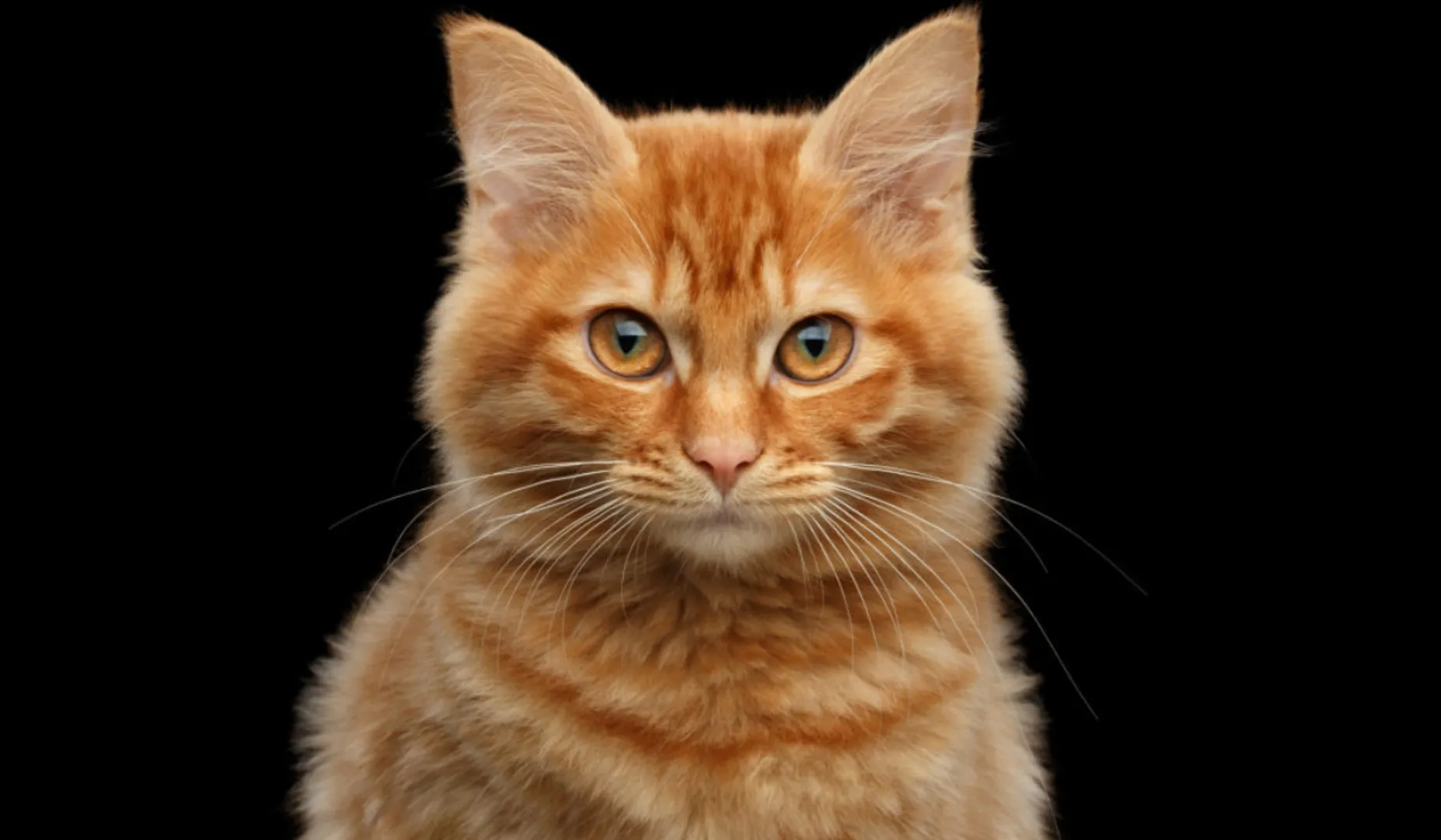 orange cat