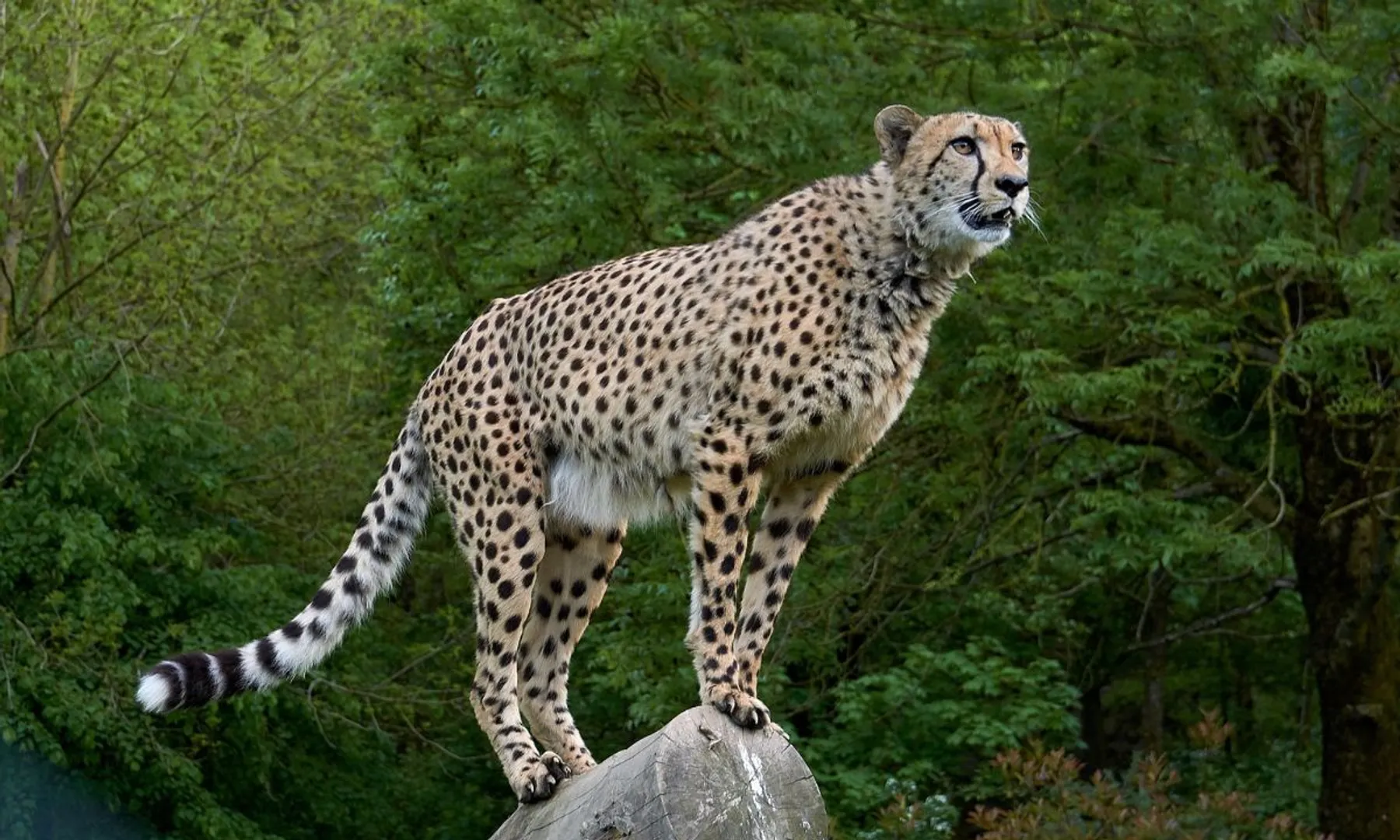 How Indian scientists plan to bring back extinct cheetahs  Explained