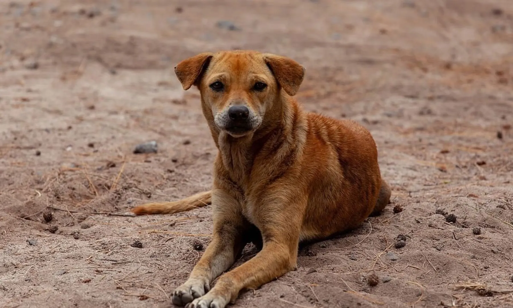 Noida man ties dog to car, drags it for 3 km after it barks at his child