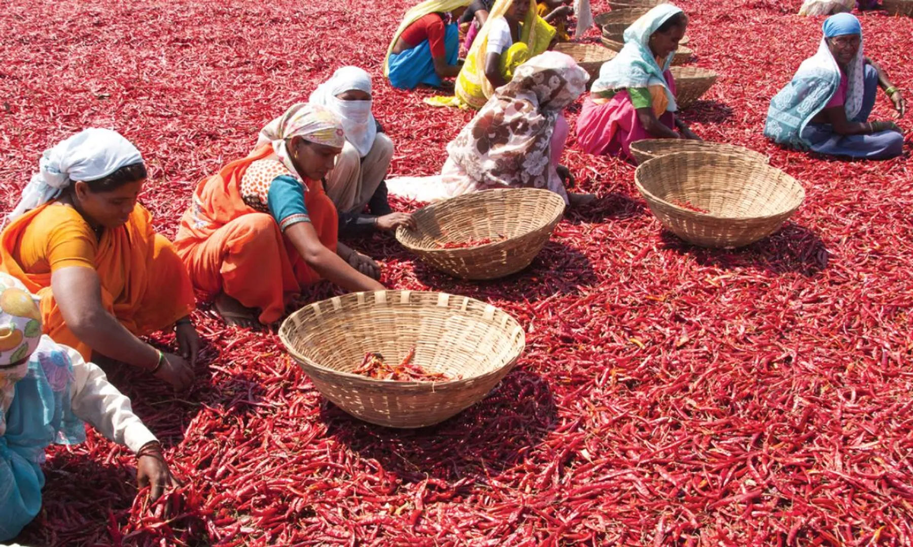 Bananas and chillies boost India’s agricultural output Report