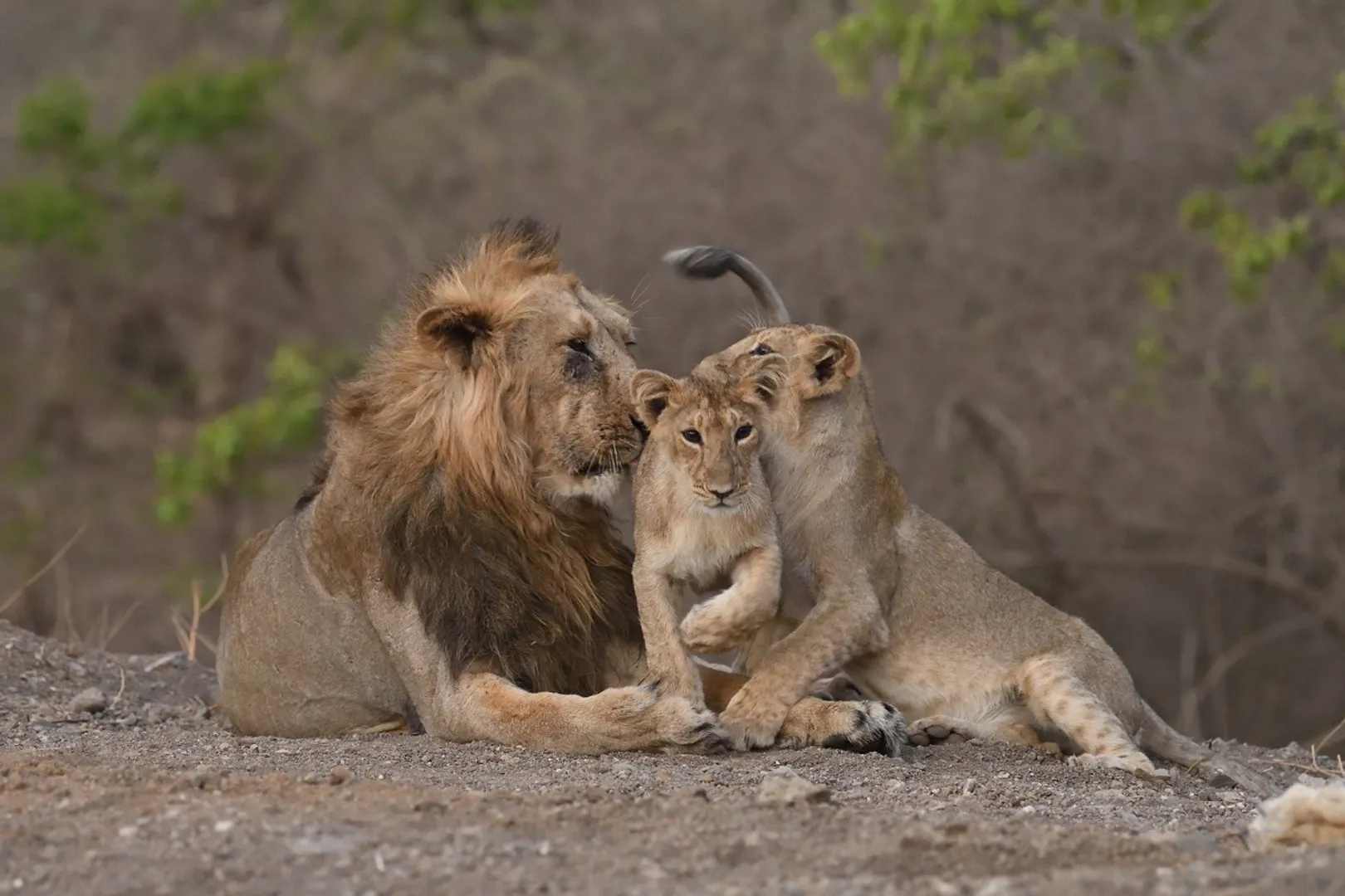 Gujarat see rise in Asiatic Lion numbers