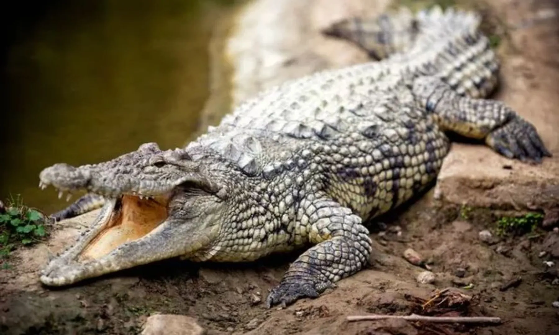 Serial killer who fed victims to crocodiles caught in Rajasthan