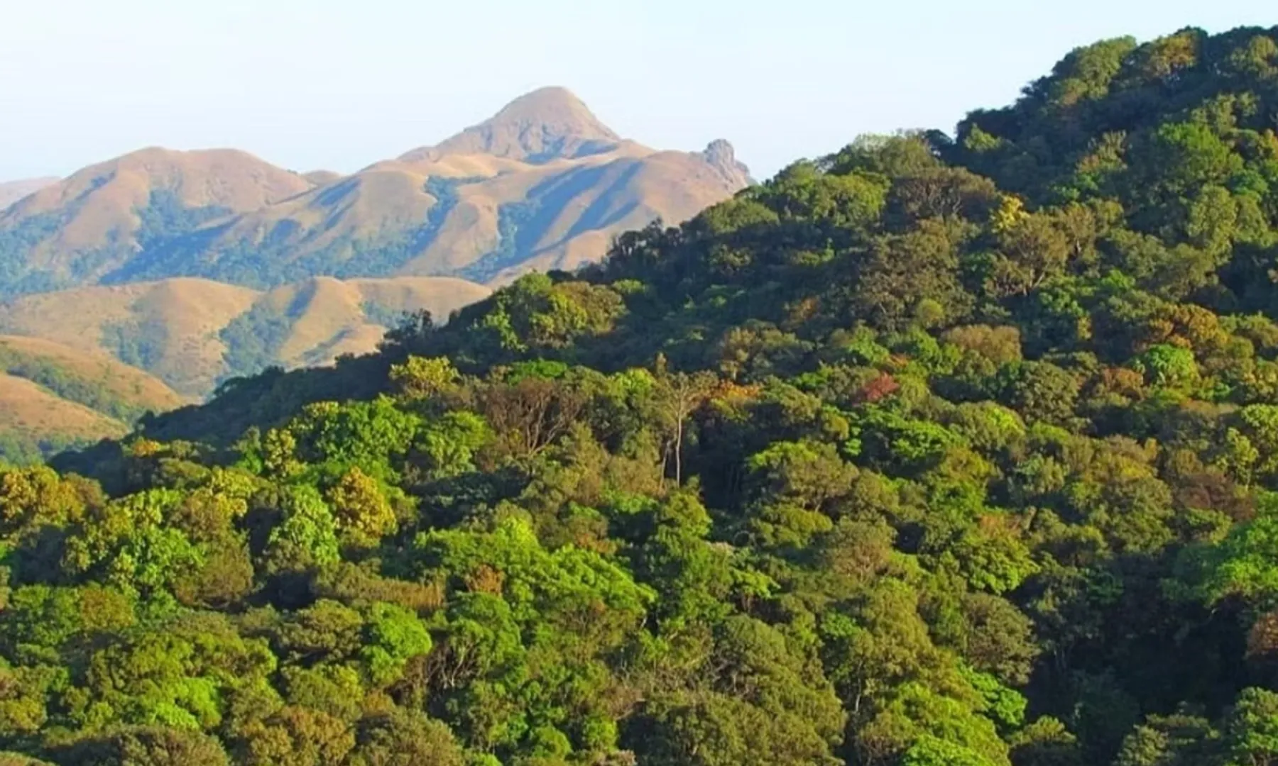 India lost 18,200 hectares of primary forest in 2024, mostly in northeast