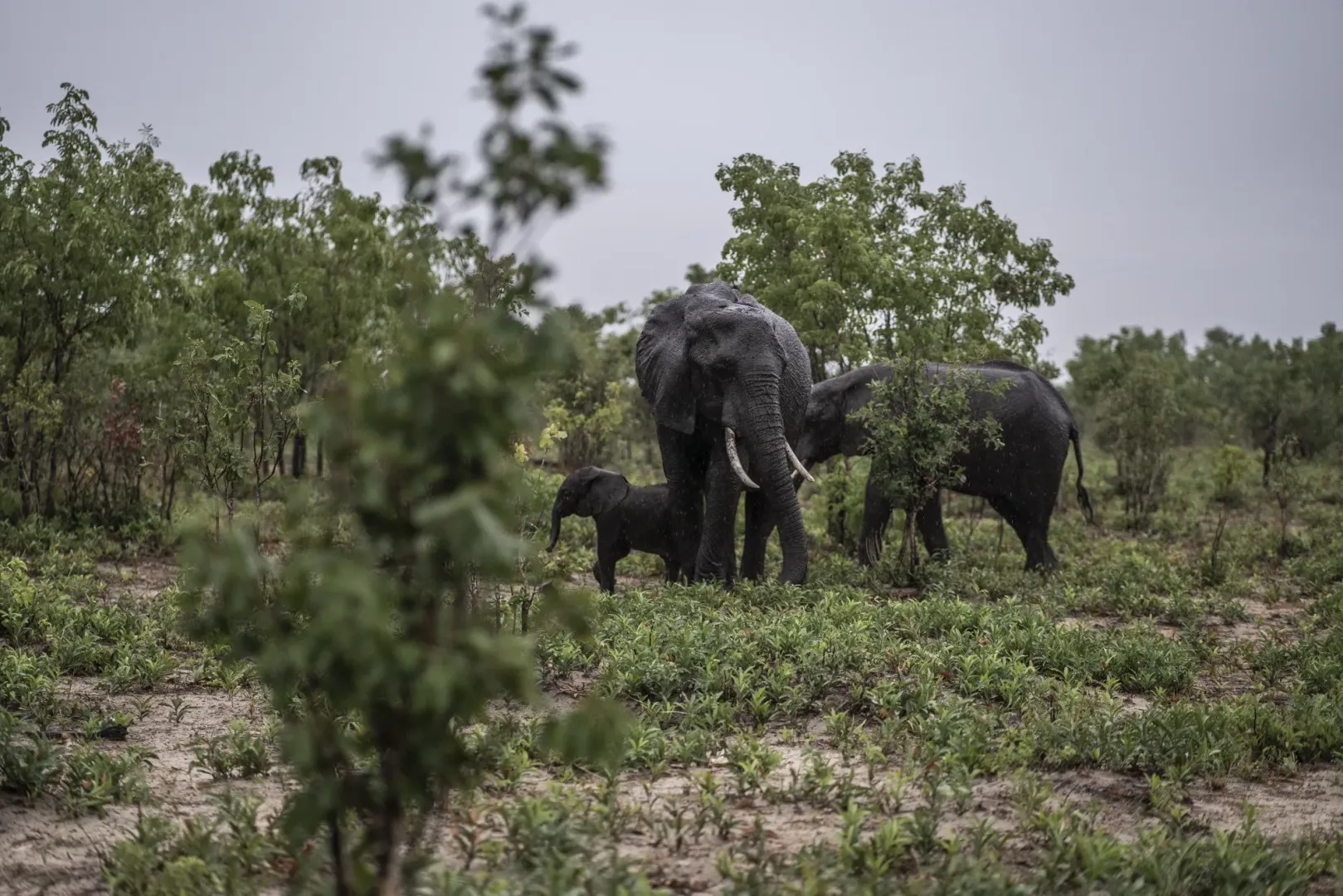 Zimbabwe to kill 50 elephants,