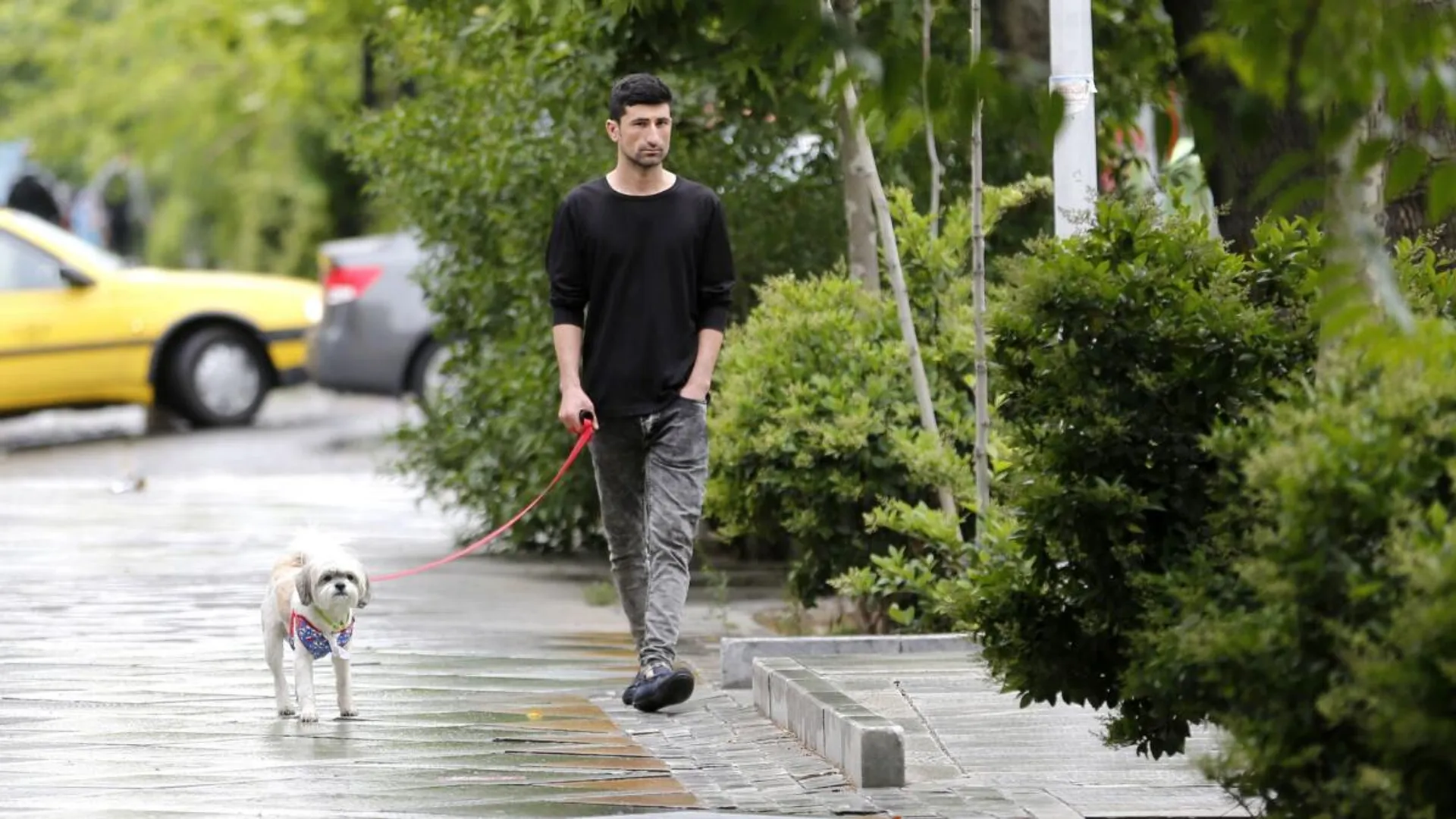 Iran extend dog walking ban to  20+ cities due to health and safety concerns