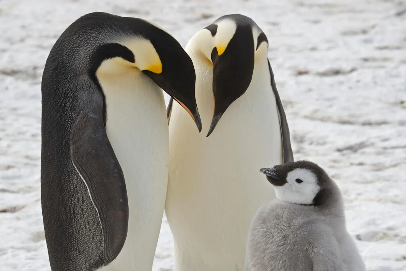  Emperor penguin population shrinks by 22% as Antarctica melts due to climate change post image