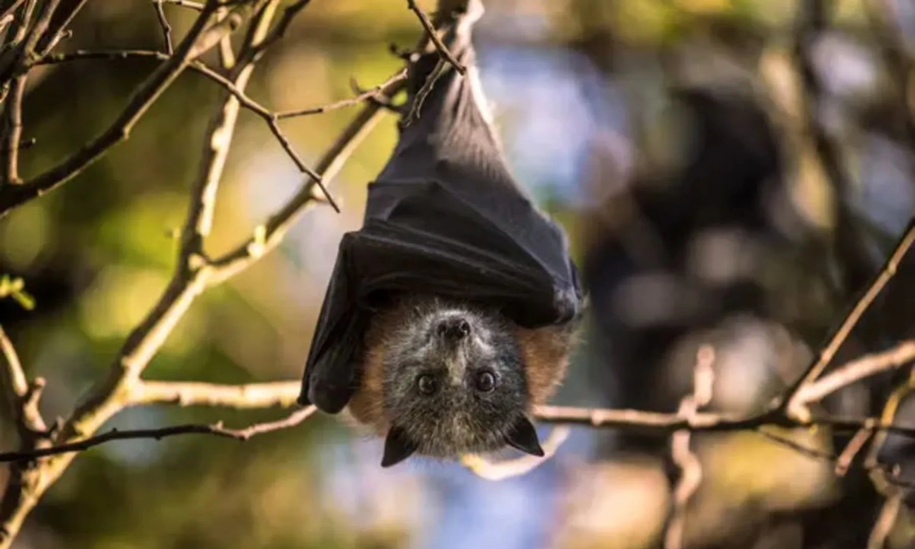20 new viruses found in Chinese bats, including strains linked to deadly diseases