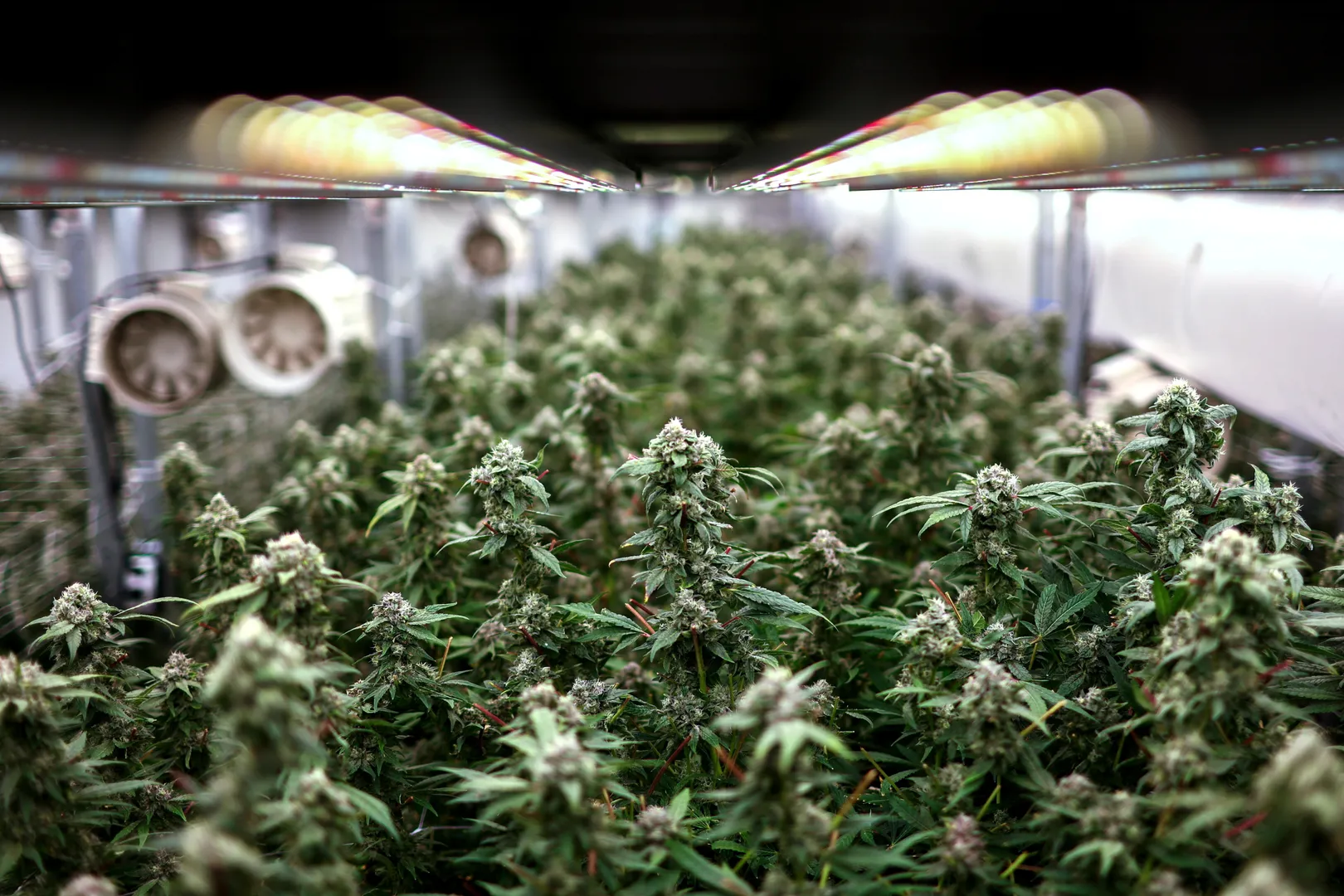 cannabis