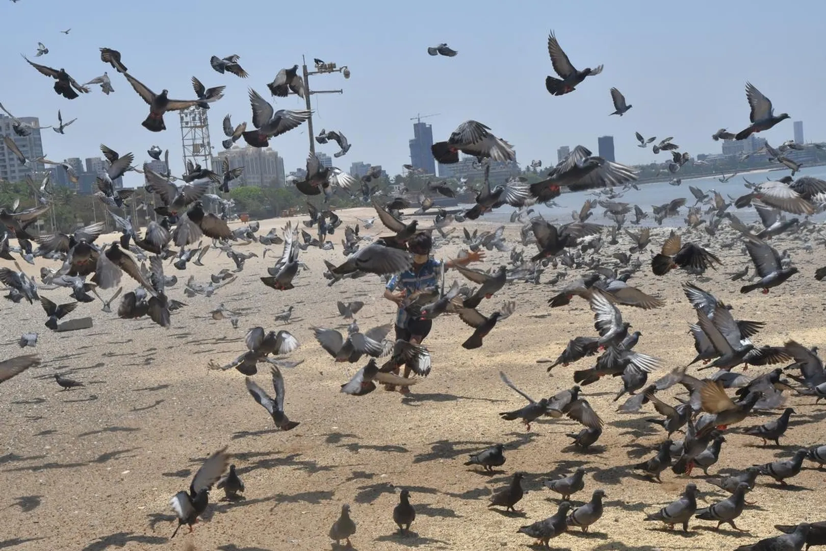  Maharashtra orders BMC to shut all ‘kabootar khanas’ in Mumbai over health risks post image
