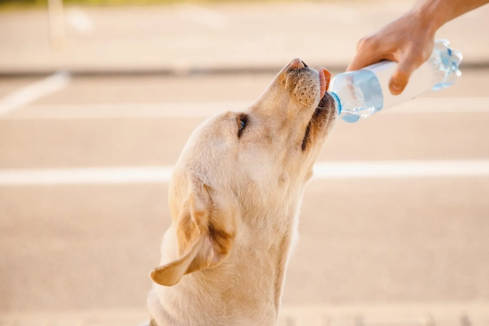 2025-07-dog-drinking