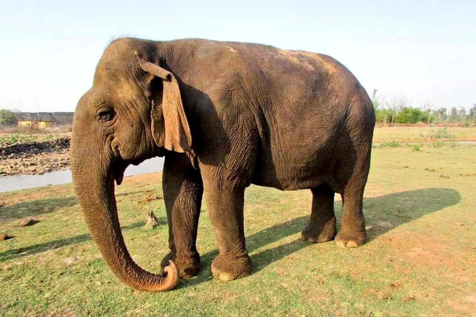  Asia’s oldest elephant Vatsala dies in Panna Tiger Reserve post image