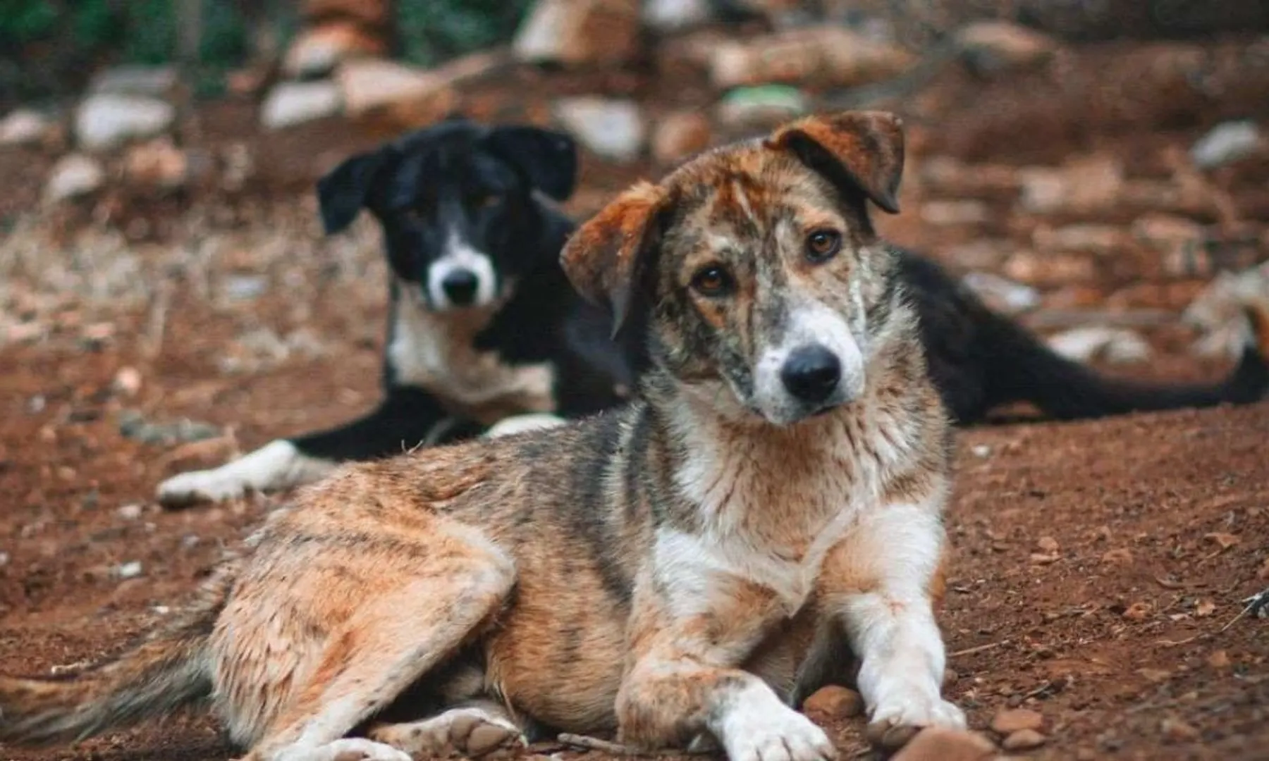  Bengaluru rolls out ₹3 crore diet plan for stray dogs: 150g chicken, 100g rice daily post image