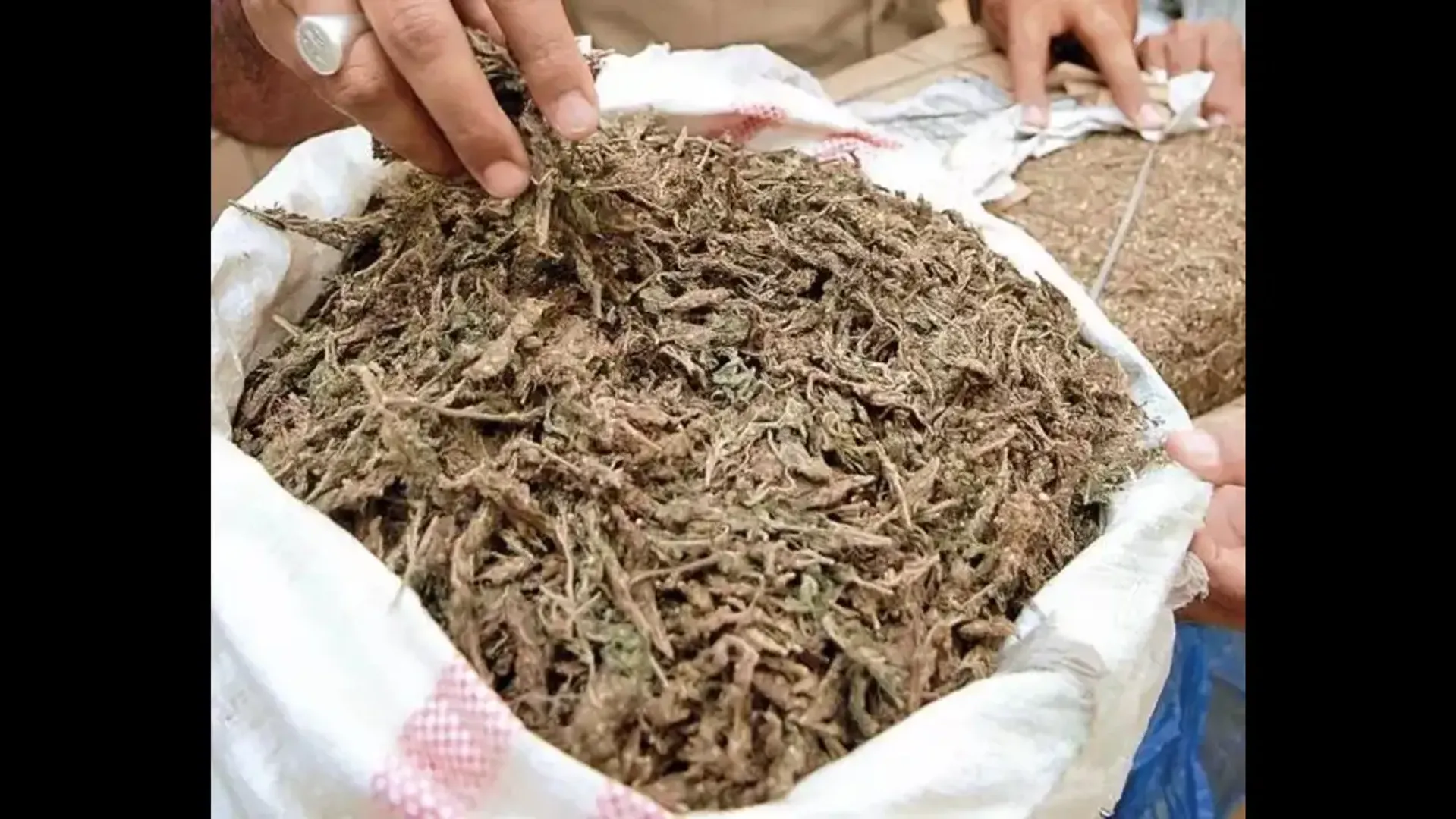  14 held buying 'ganja' including a couple with 4-year-old child in Hyderabad post image
