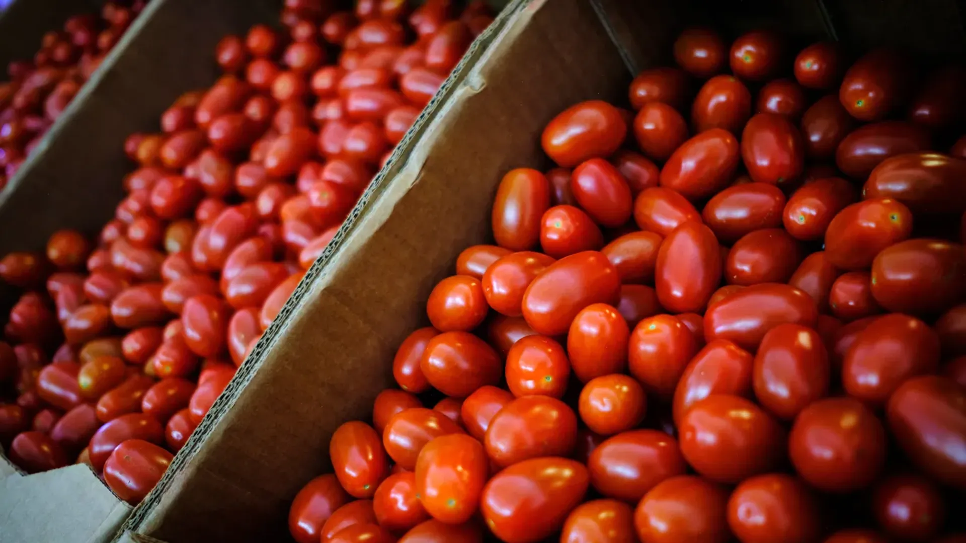  Trump announces 17% anti-dumping duty on Mexican tomatoes post image