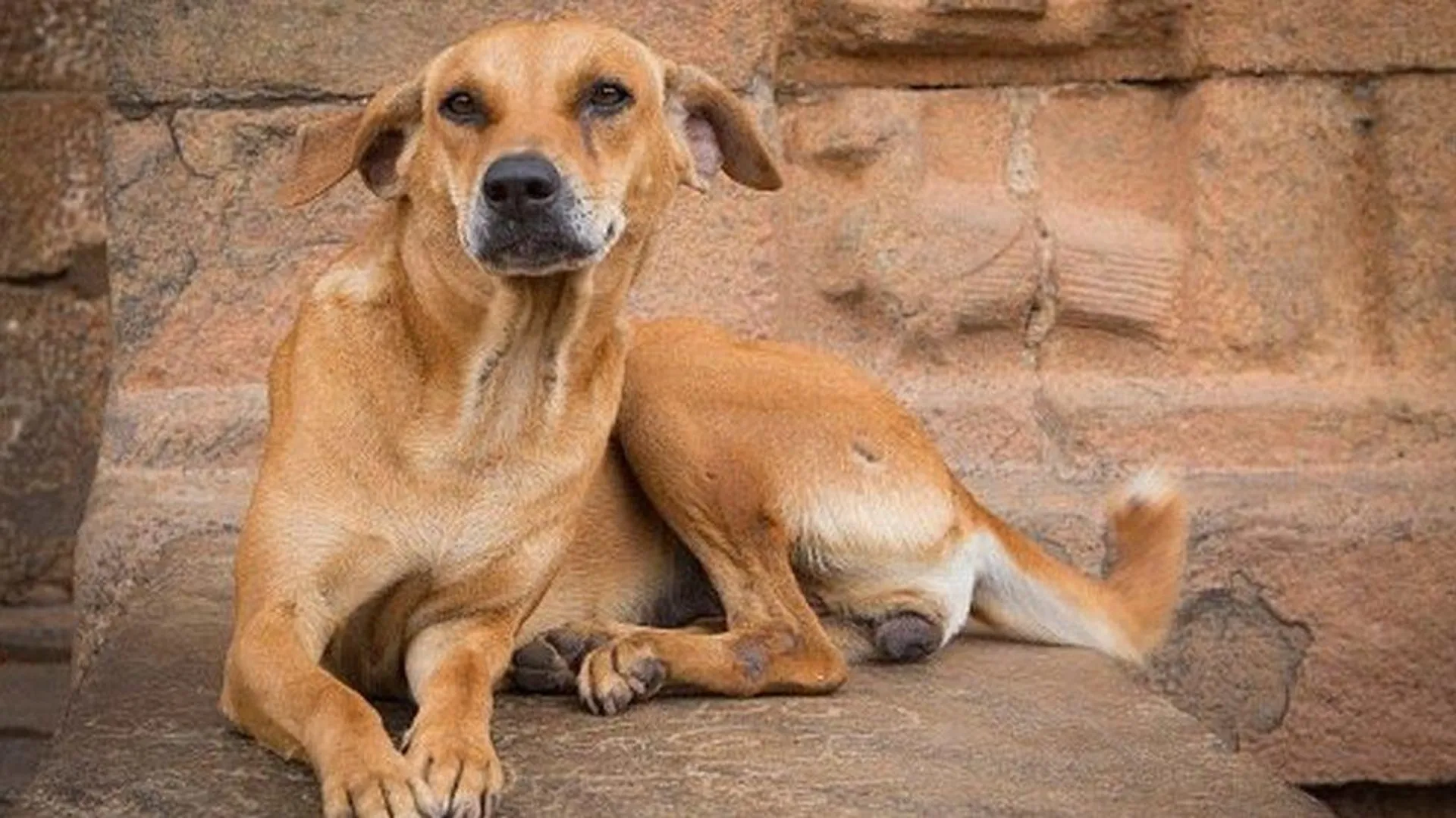  17-year-old boy dies in scooter accident while trying to save stray dog post image