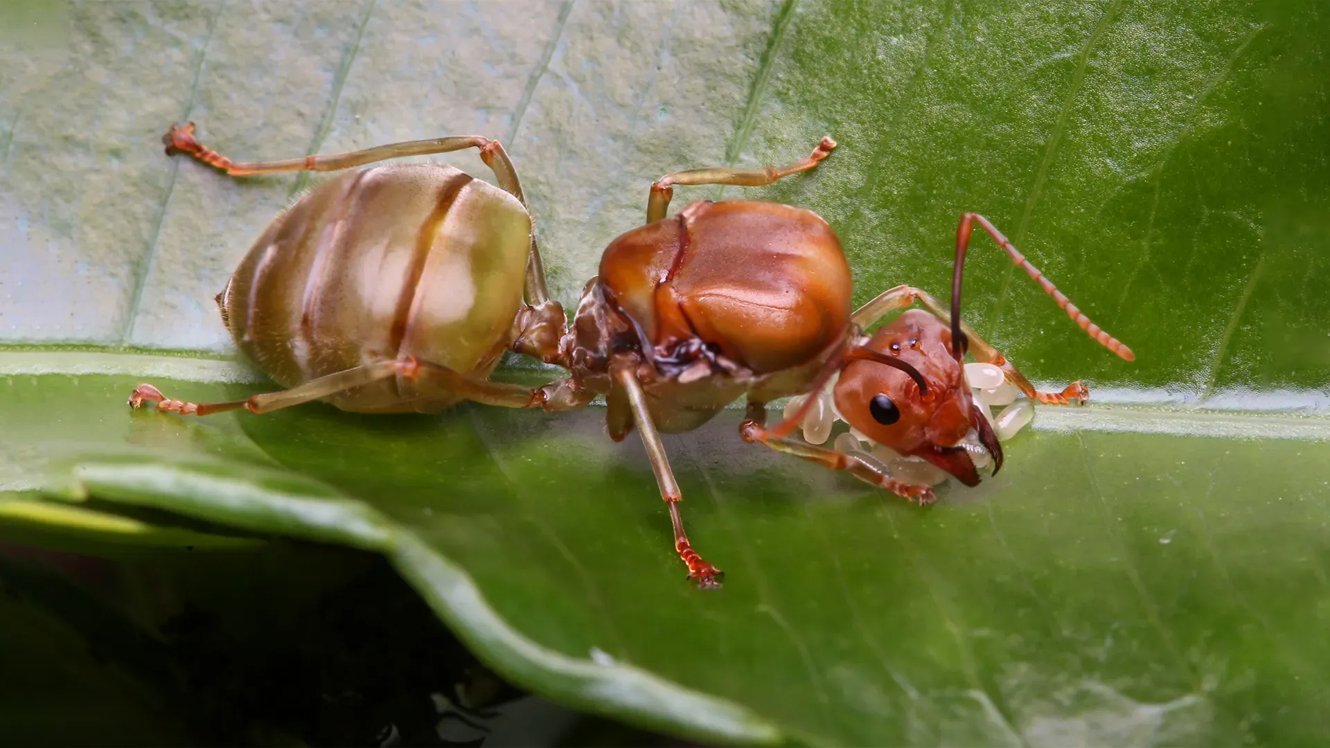 The-Secrets-of-Royalty-Amazing-Facts-About-Queen-Ants
