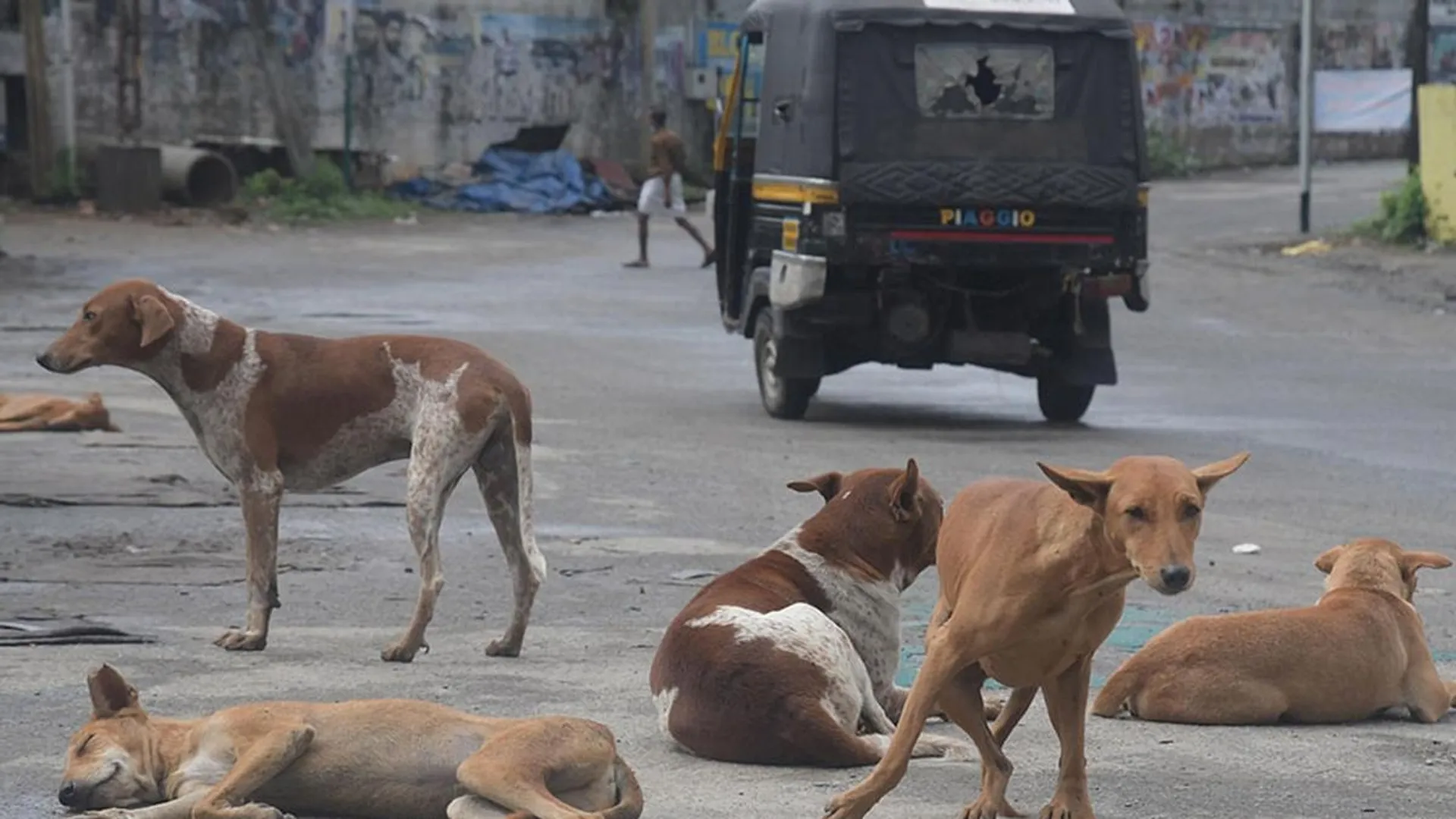  After Delhi, Rajasthan HC orders removal of stray dogs and cattle from roads post image