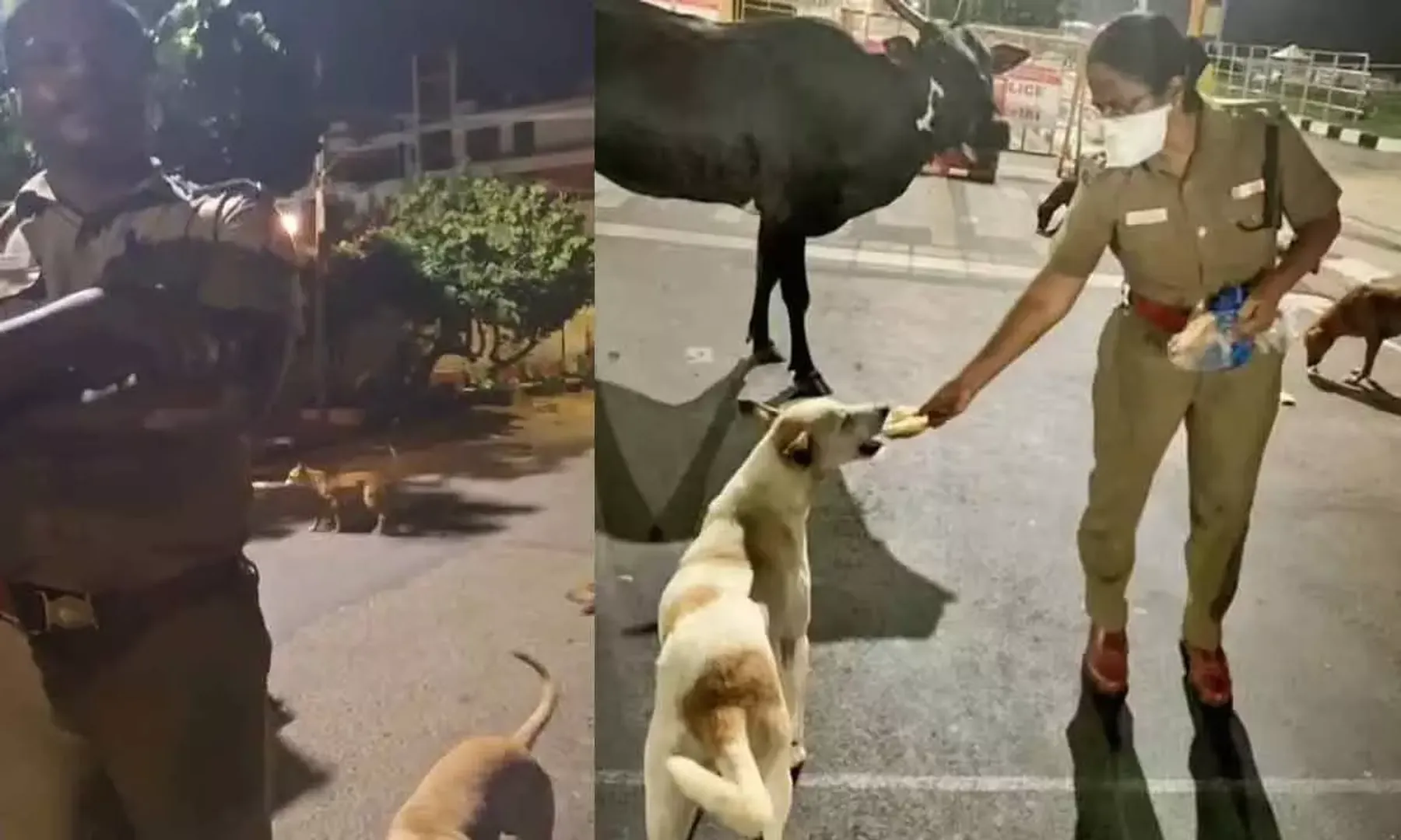 1579632-dogs