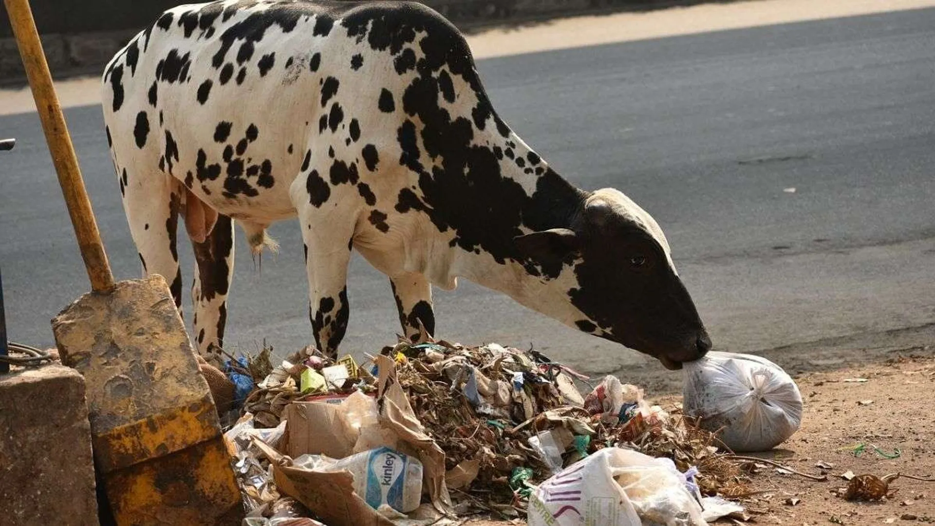 cow-image-1691043501