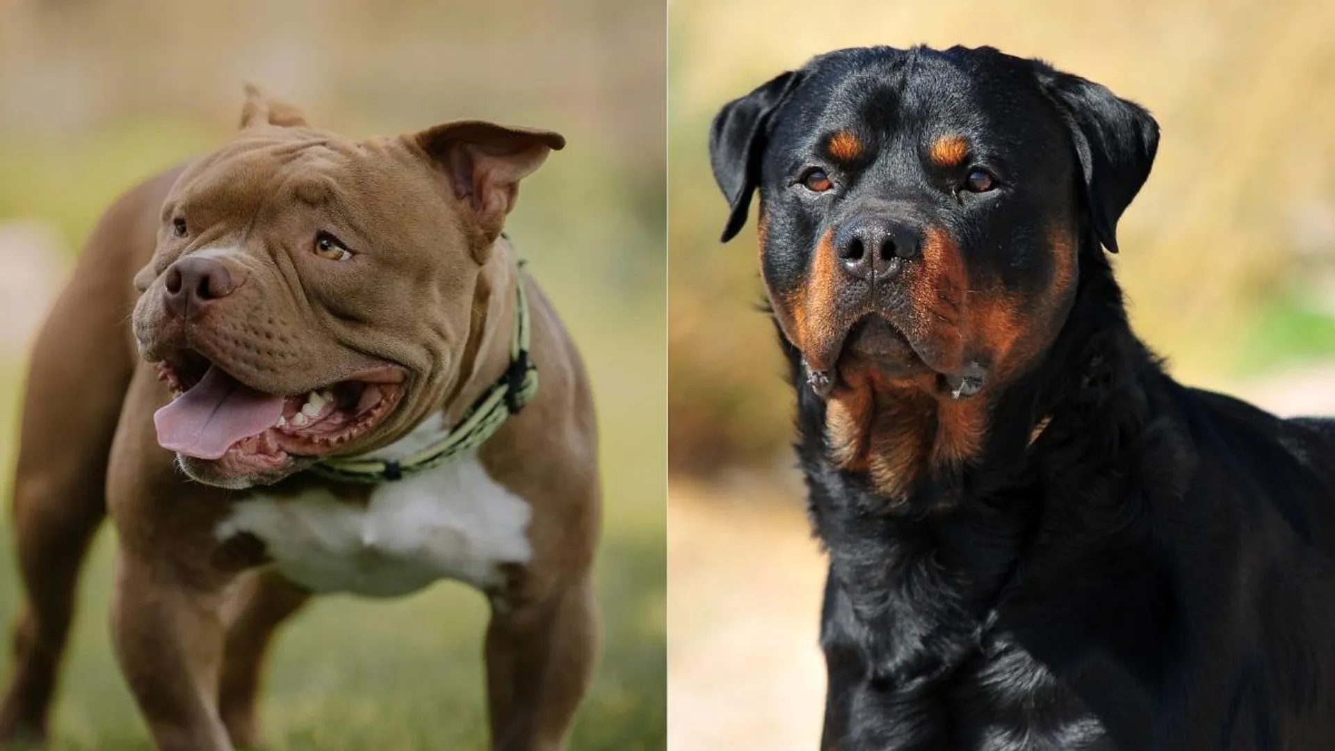  Chandigarh bans Bulldog, Pitbull, Rottweiler, and 3 other breeds of dogs post image