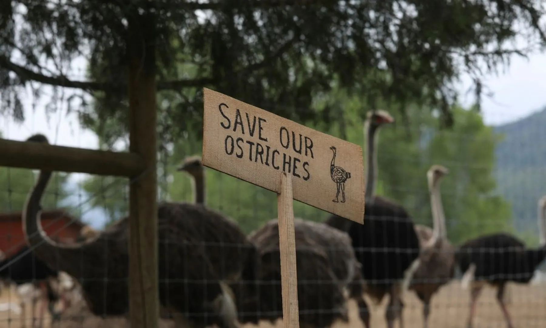 Hundreds of Ostriches killed in Canada; owner says authorities wanted to stop COVID research