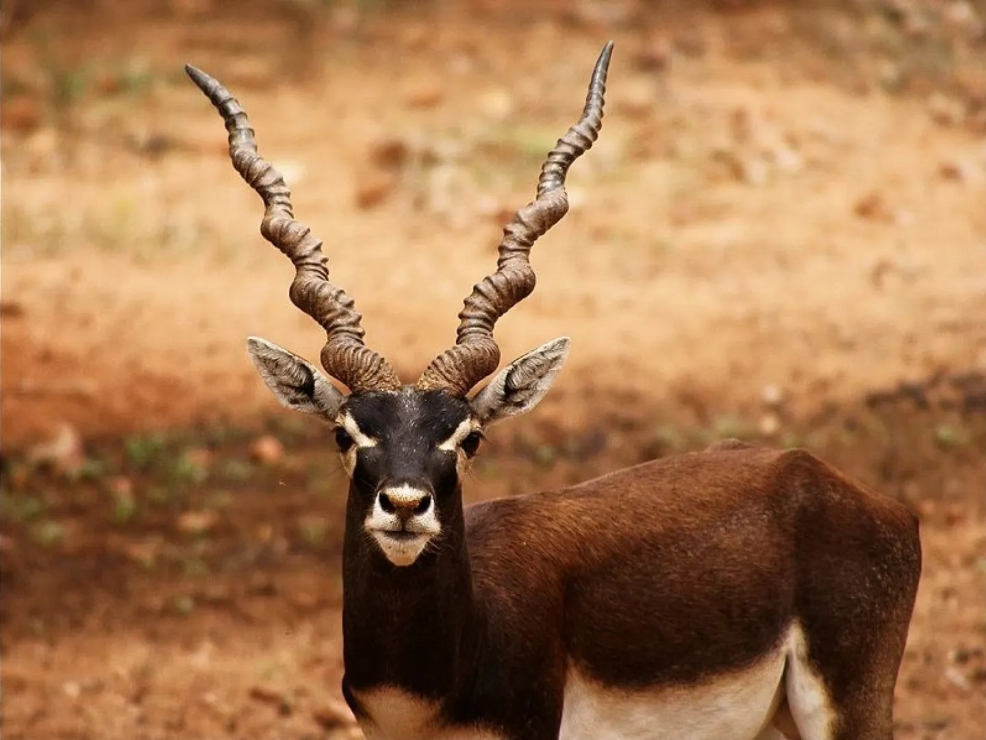  31 Blackbucks died in three days in Karnataka's Zoo raising safety concern 