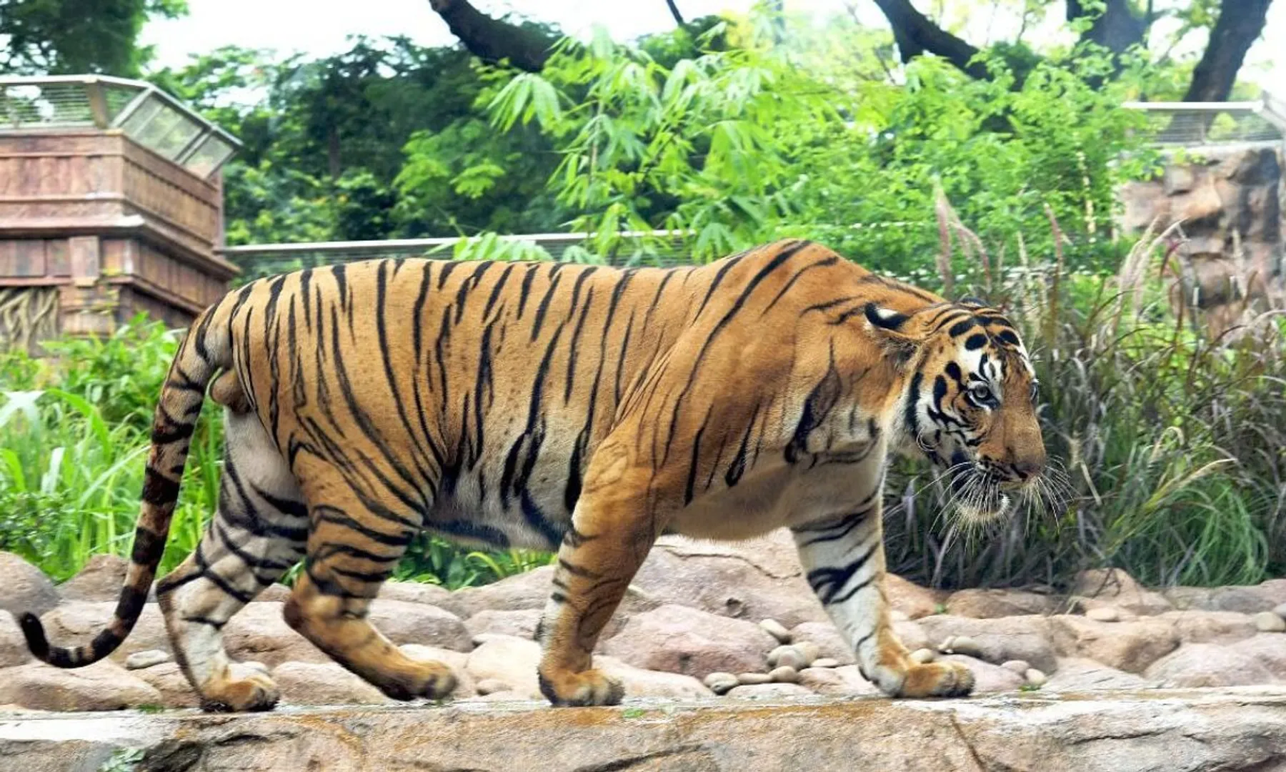  India’s precious tiger Shakti dies of lung failure in Mumbai zoo, animal lovers question negligence 