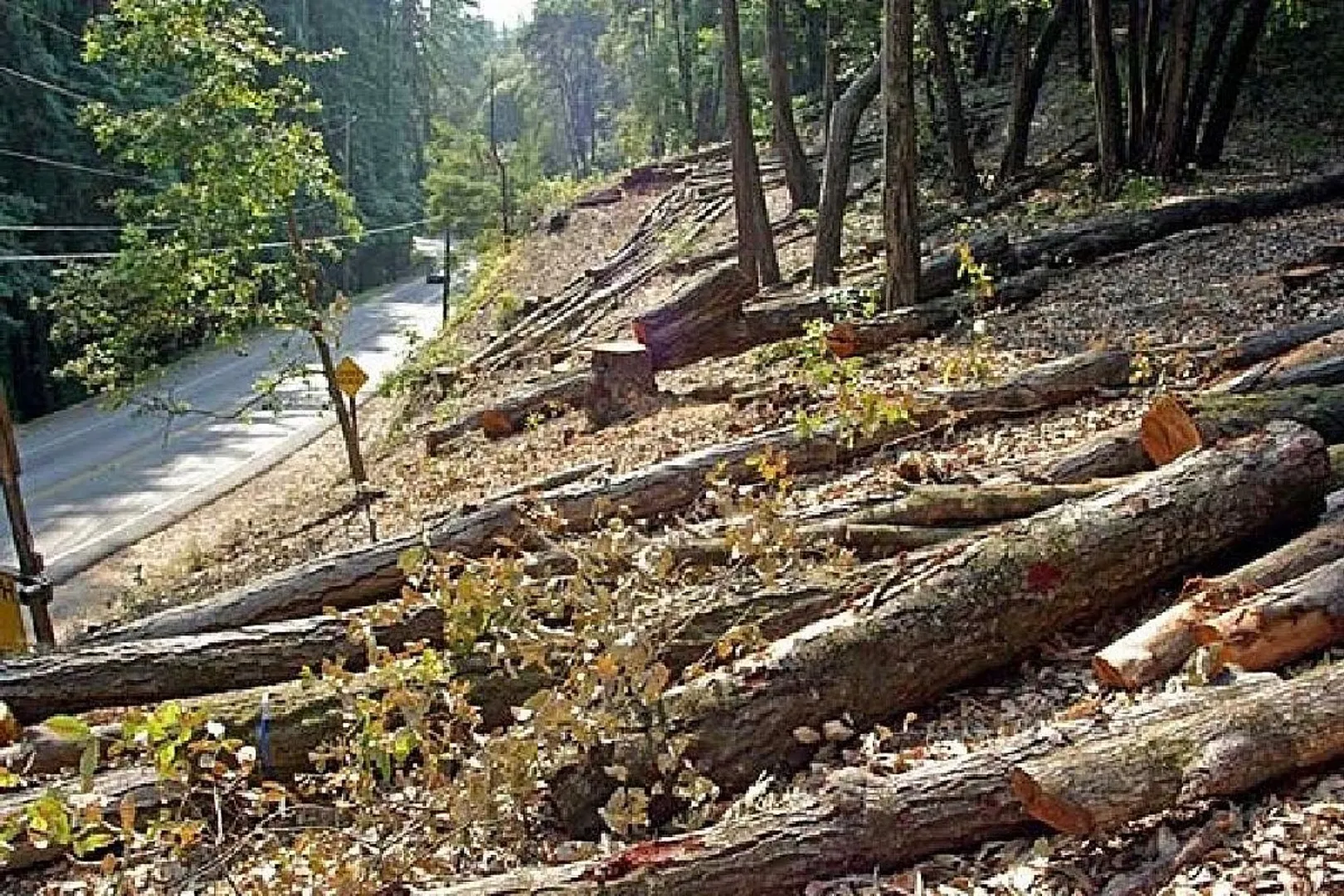  Supreme Court slams Haryana govt for cutting down 40 trees to build road for BJP office 