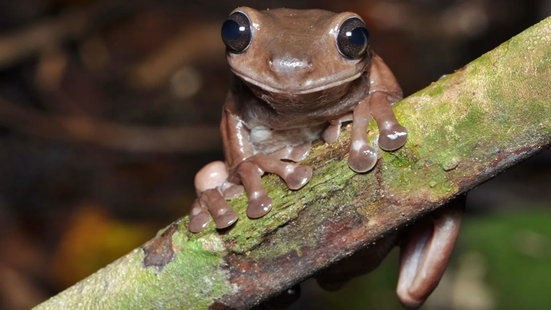  Scientists discover 13 new amphibian species in Northeast India; All you need to know 