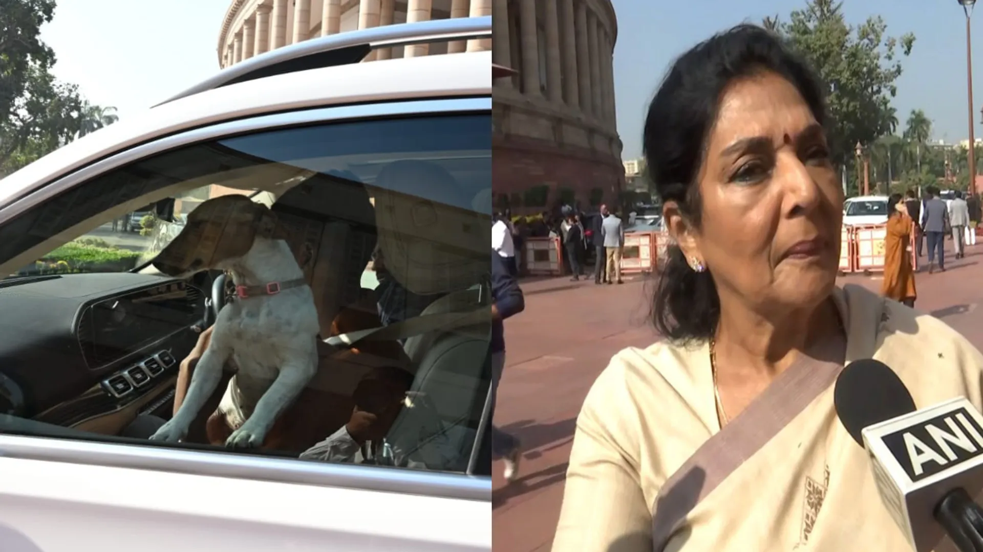  Congress MP brings pet dog to Parliament, says ‘People bite, not the dog’ | Watch 