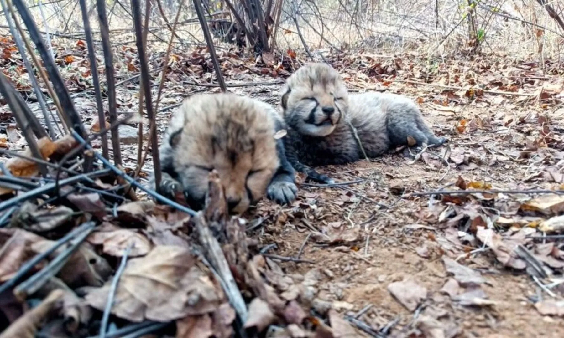  Madhya Pradesh to free Cheetah Veera and her two cubs to live in the Kuno forest 