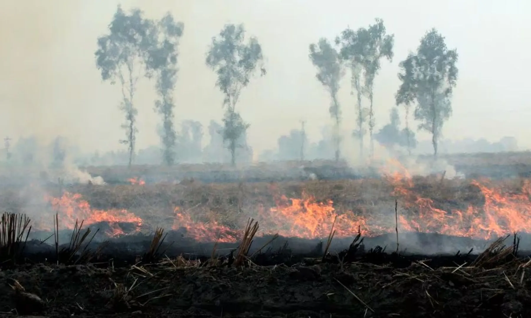Most stubble fires in Punjab and Haryana now happen after 3 pm to bypass satellite tracking