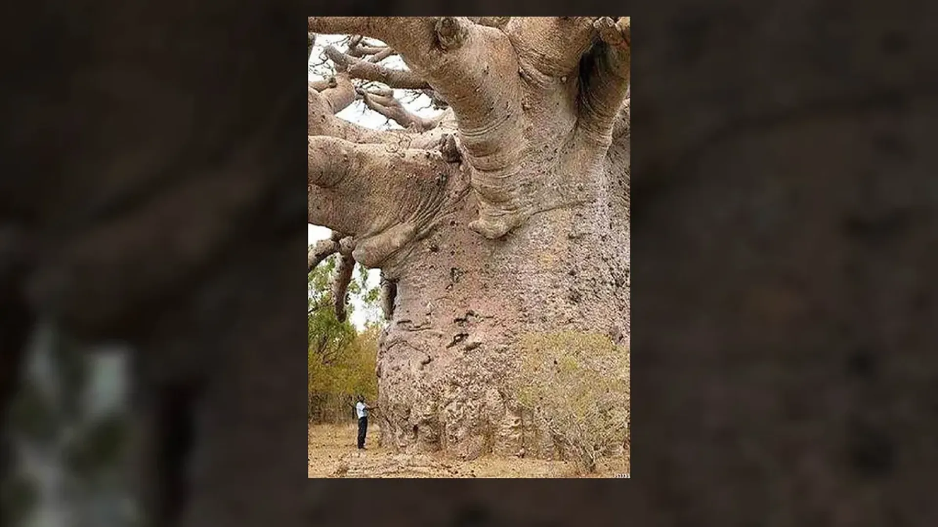  World’s oldest tree is not a 6,000-year-old baobab, here’s what experts say 