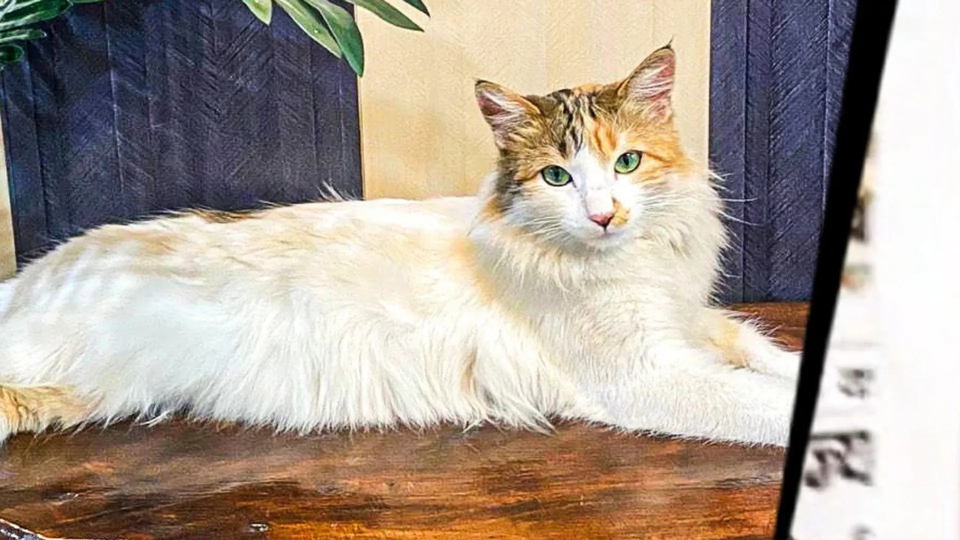  Uttar Pradesh family announces ₹10,000 reward to find missing pet cat 