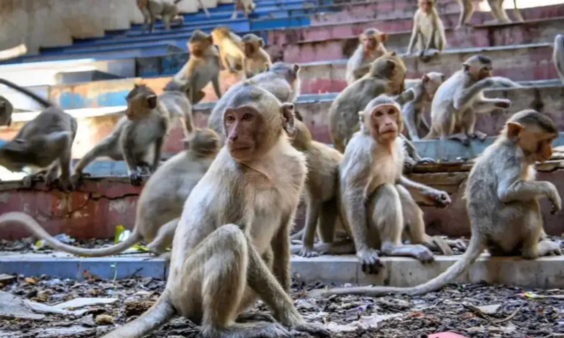  11 monkeys found dead in Karnataka’s Tumakuru forest, samples sent for analysis 