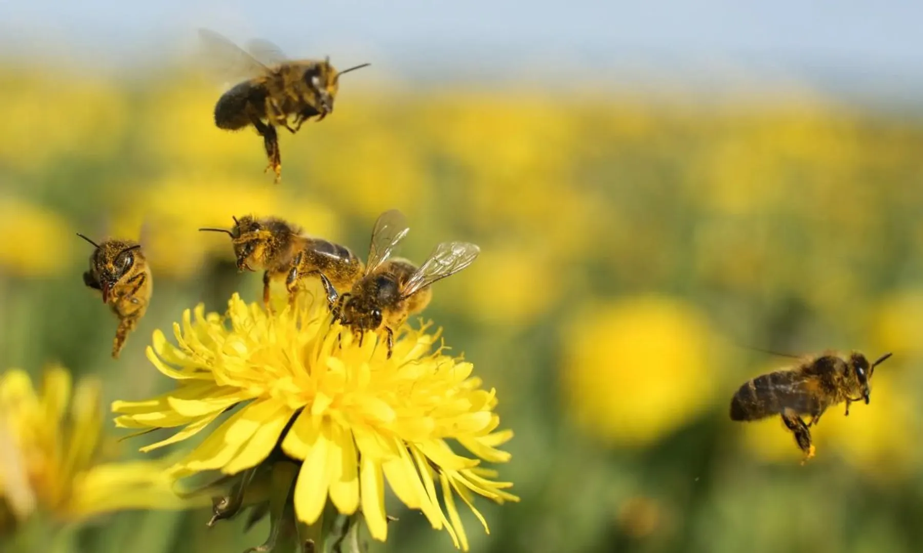  Honeybees offer clues to help humans communicate with aliens, study says 