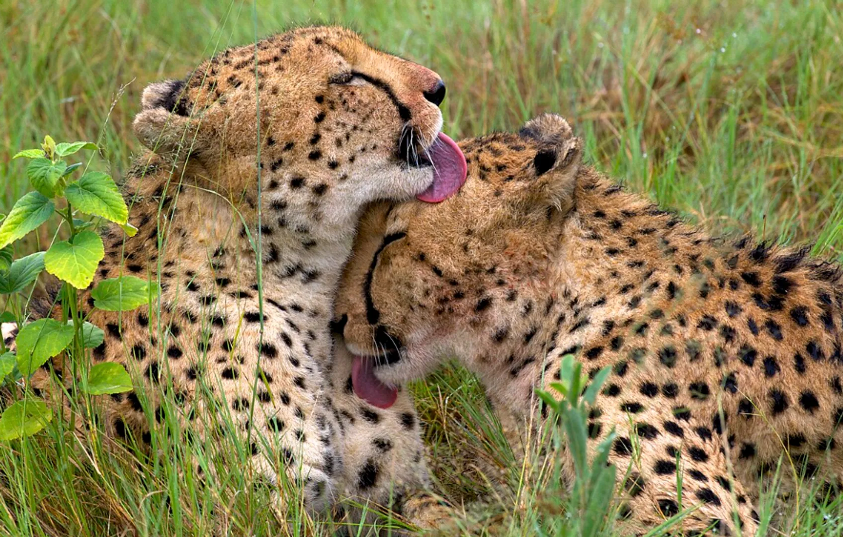 cheetah's in their natural habitat