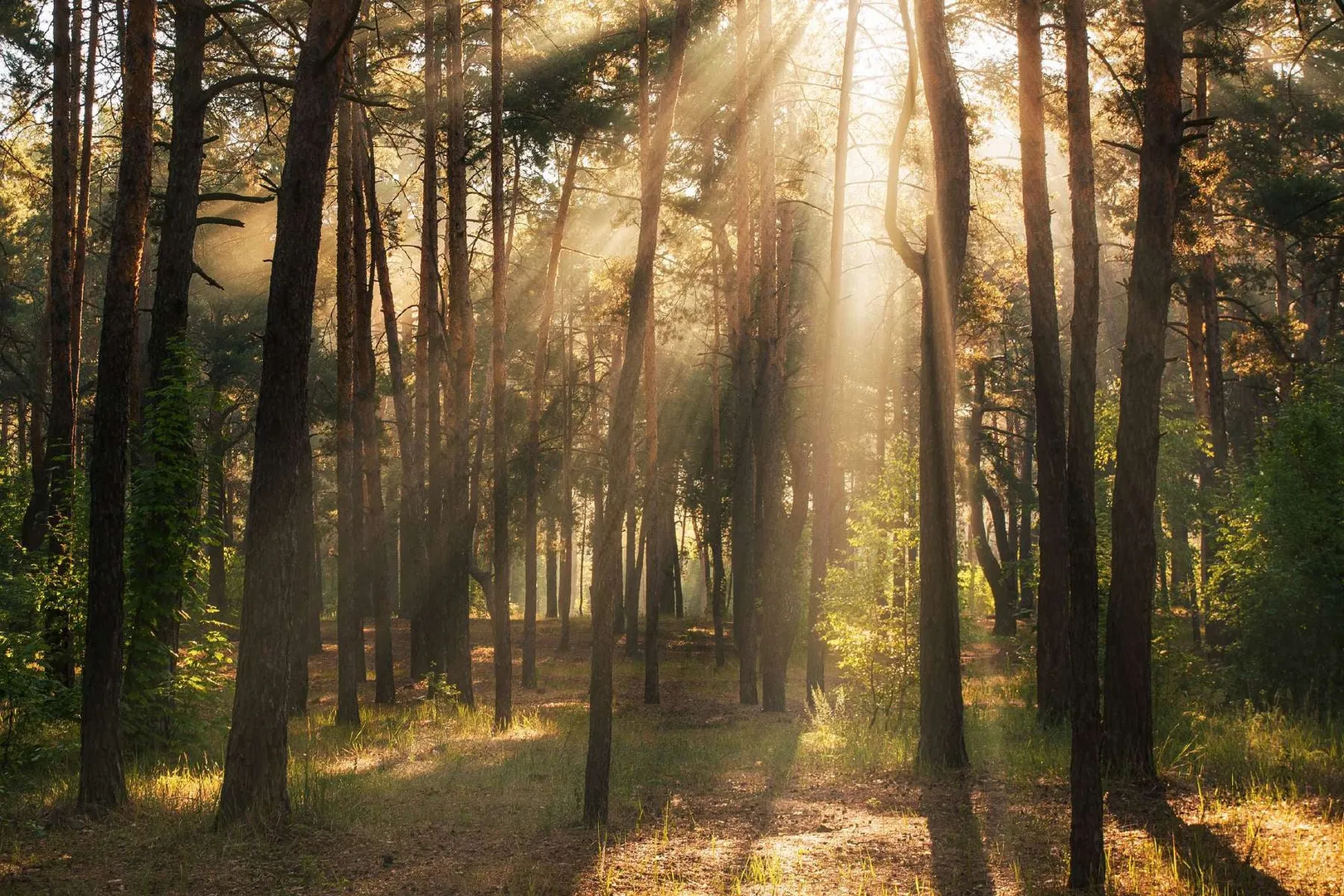 trees taking up carbon di oxide