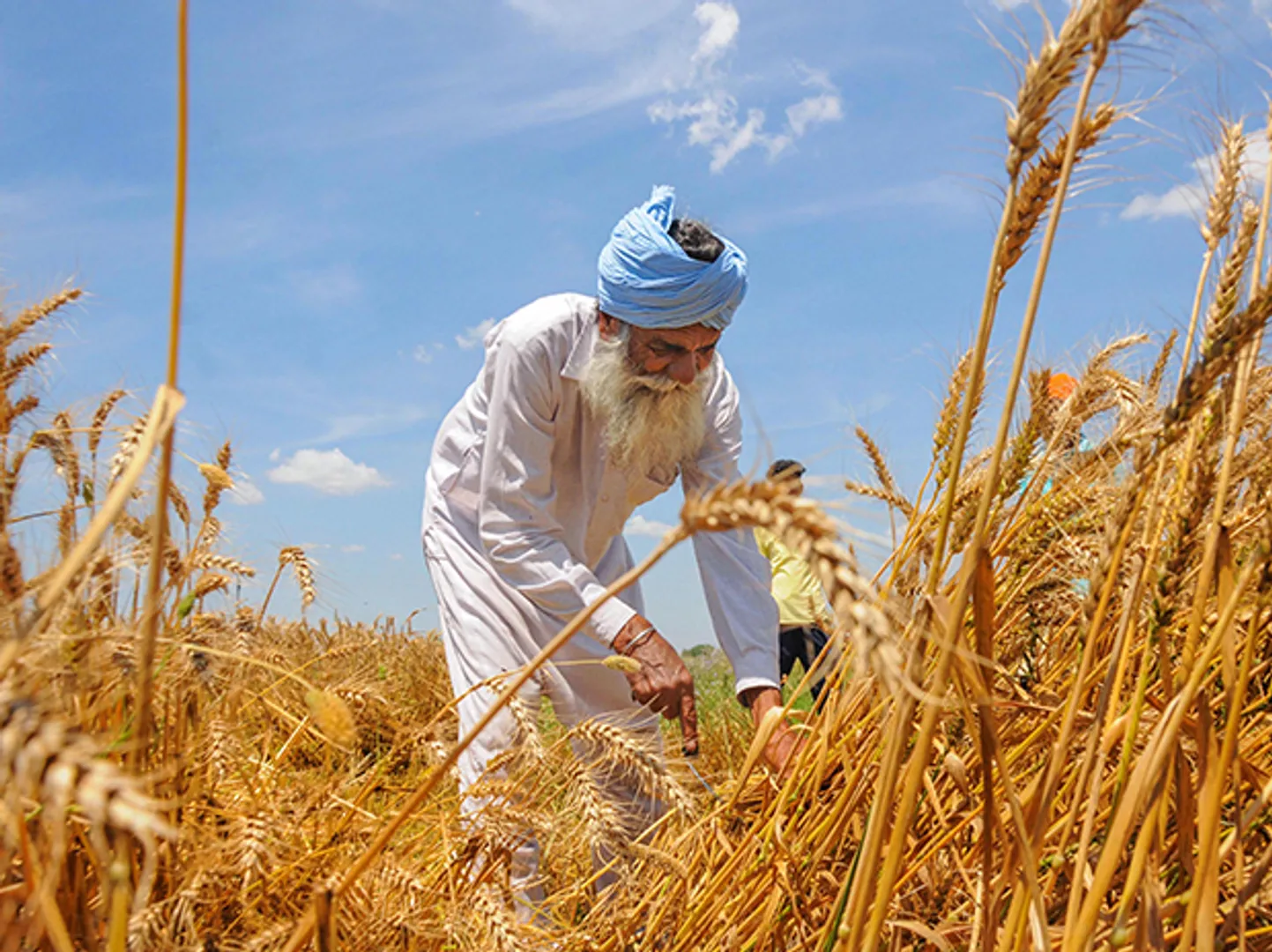 Direct MSP transfers to Punjab & Haryana farmers begin: Rs 749 crore paid so far, 54.5 lakh tonnes of wheat procured