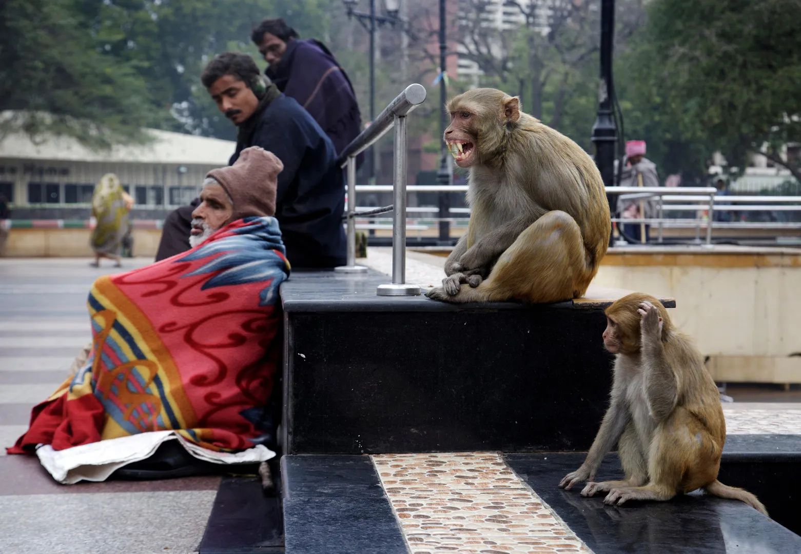 Monkeys arrested in Delhi for stealing cash, Carjacking & even bullying: They were trained for almost everything