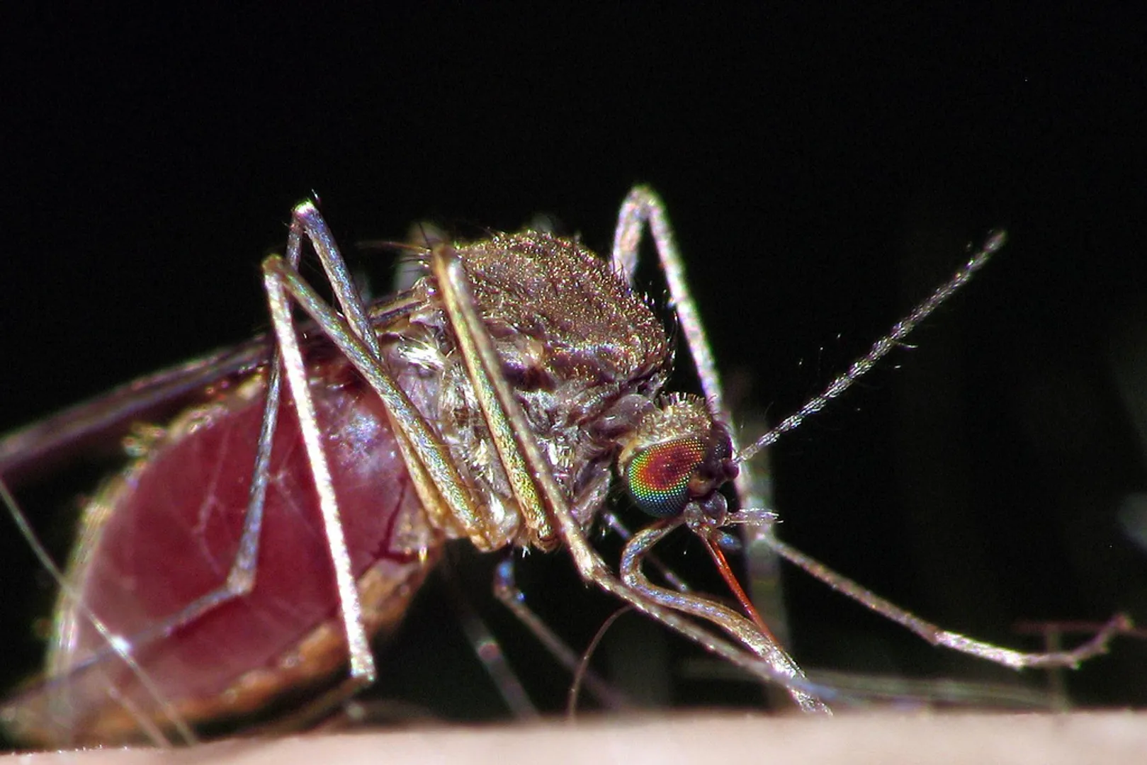 Bill Gates-backed company have released 1,50,000 ‘genetically modified’ mosquitoes in USA’s to supposedly end diseases