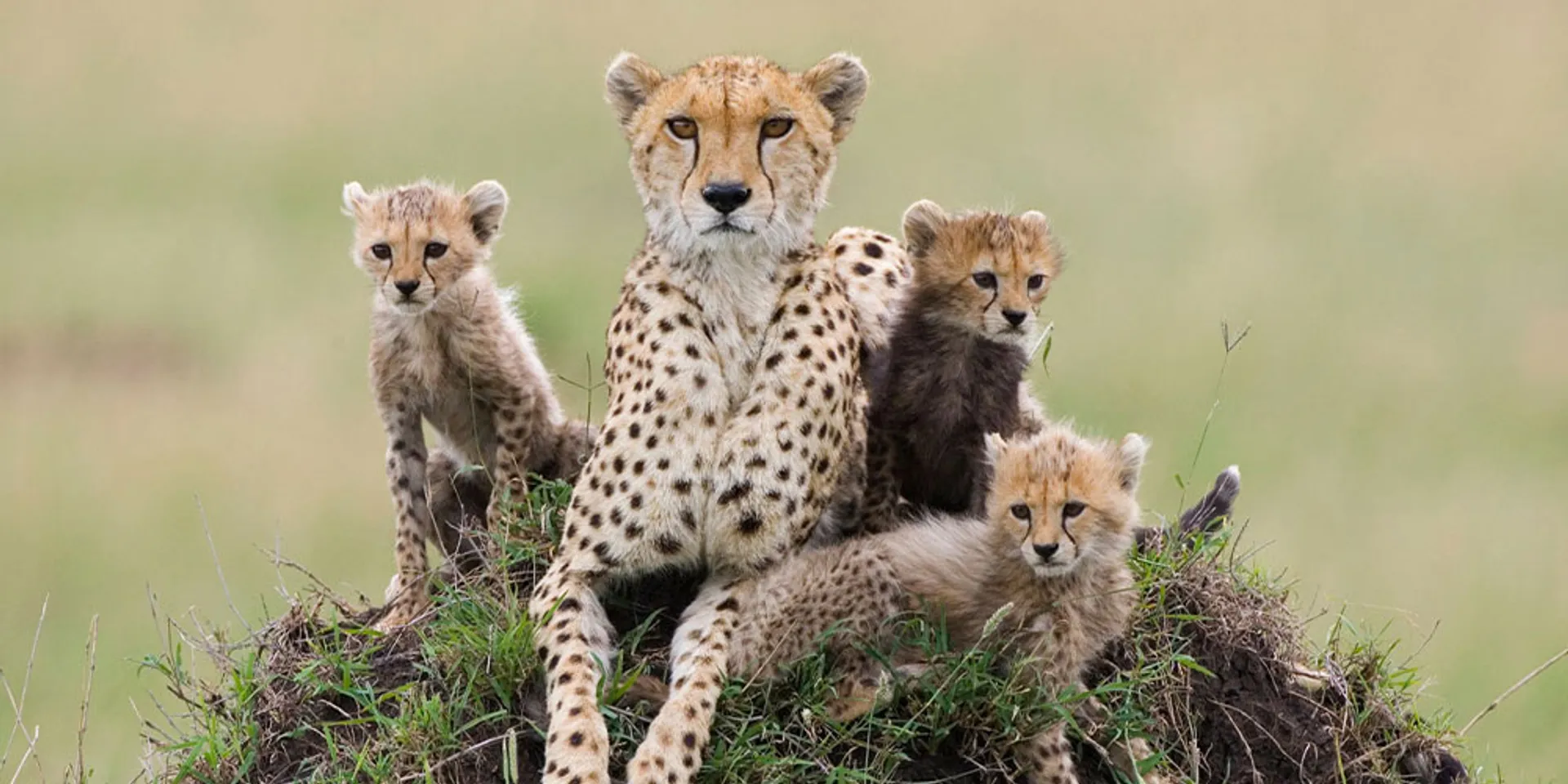 Cheetah to be bought from Africa for their reintroduction in Indian wildlife