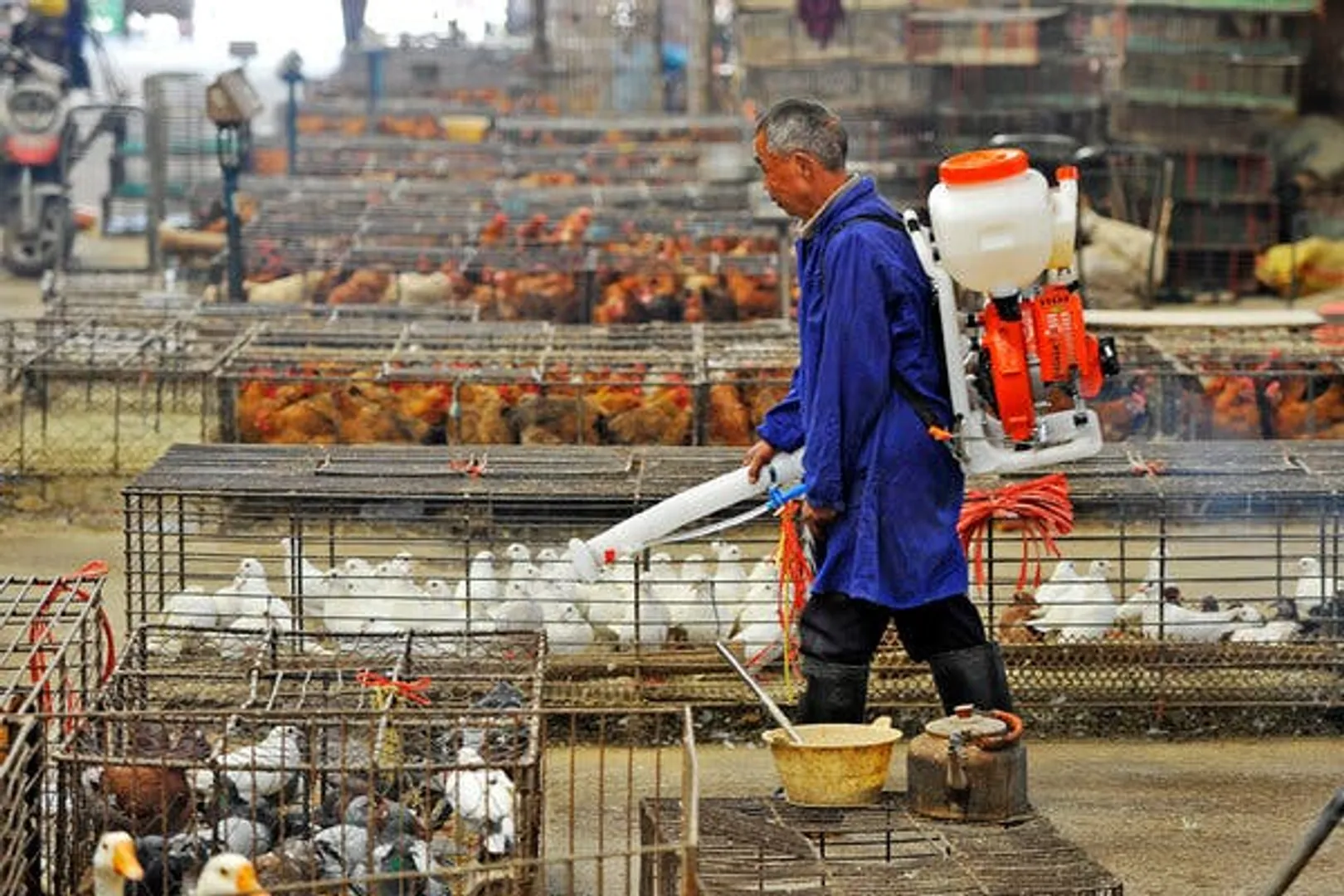 China reports first-ever human case of bird flu strain H10N3 in world