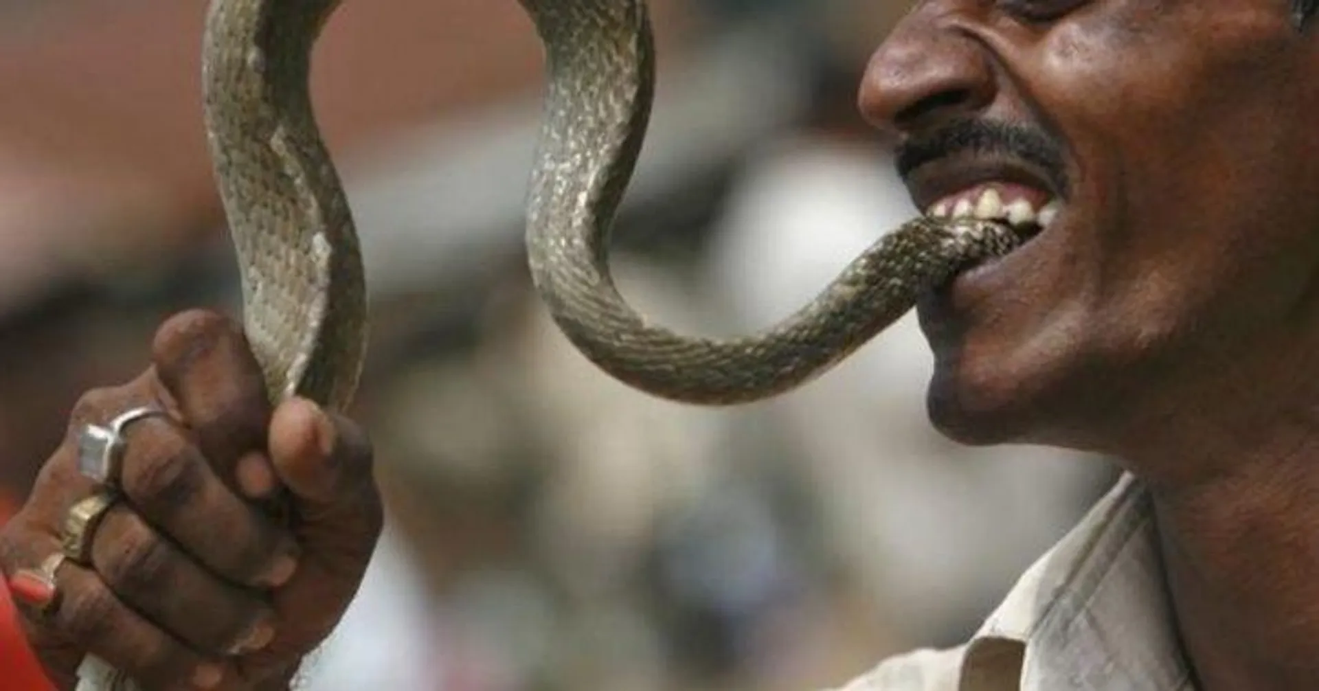 Venomous snake bites Odisha man, he bites back in ‘revenge’: Reptile dies but man survives