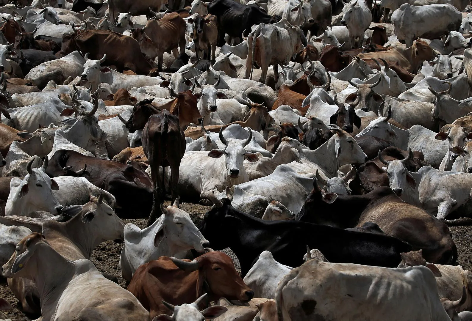 ‘Make Cows national animal of India and give them Fundamental Rights’: Allahabad HC to Centre
