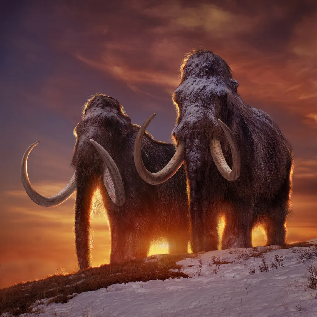 Bioscience company raises $15 million to bring back extinct Woolly Mammoth to life: A real-life Jurassic Park