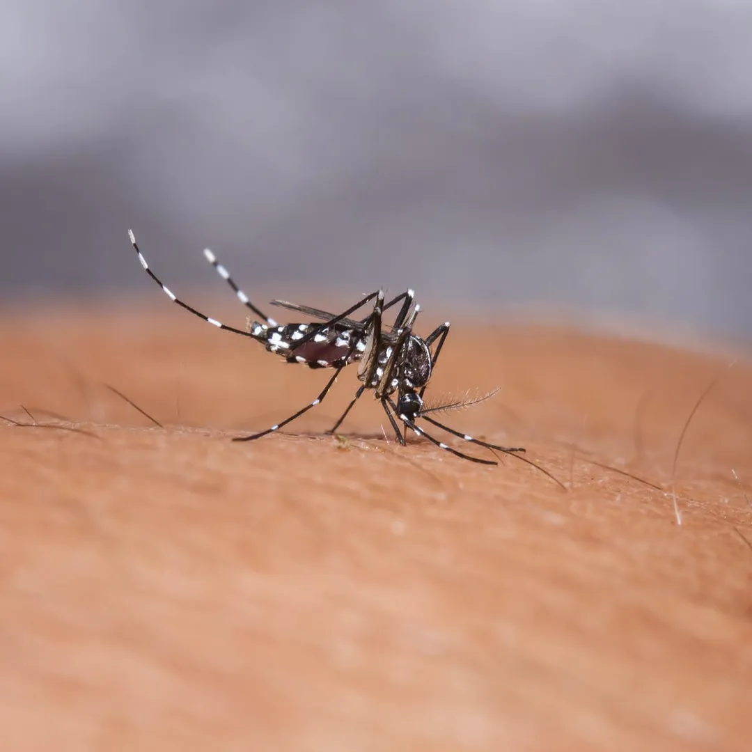 Deadly Dengue outbreak in 11 states: Government issues warning and recommends steps to control